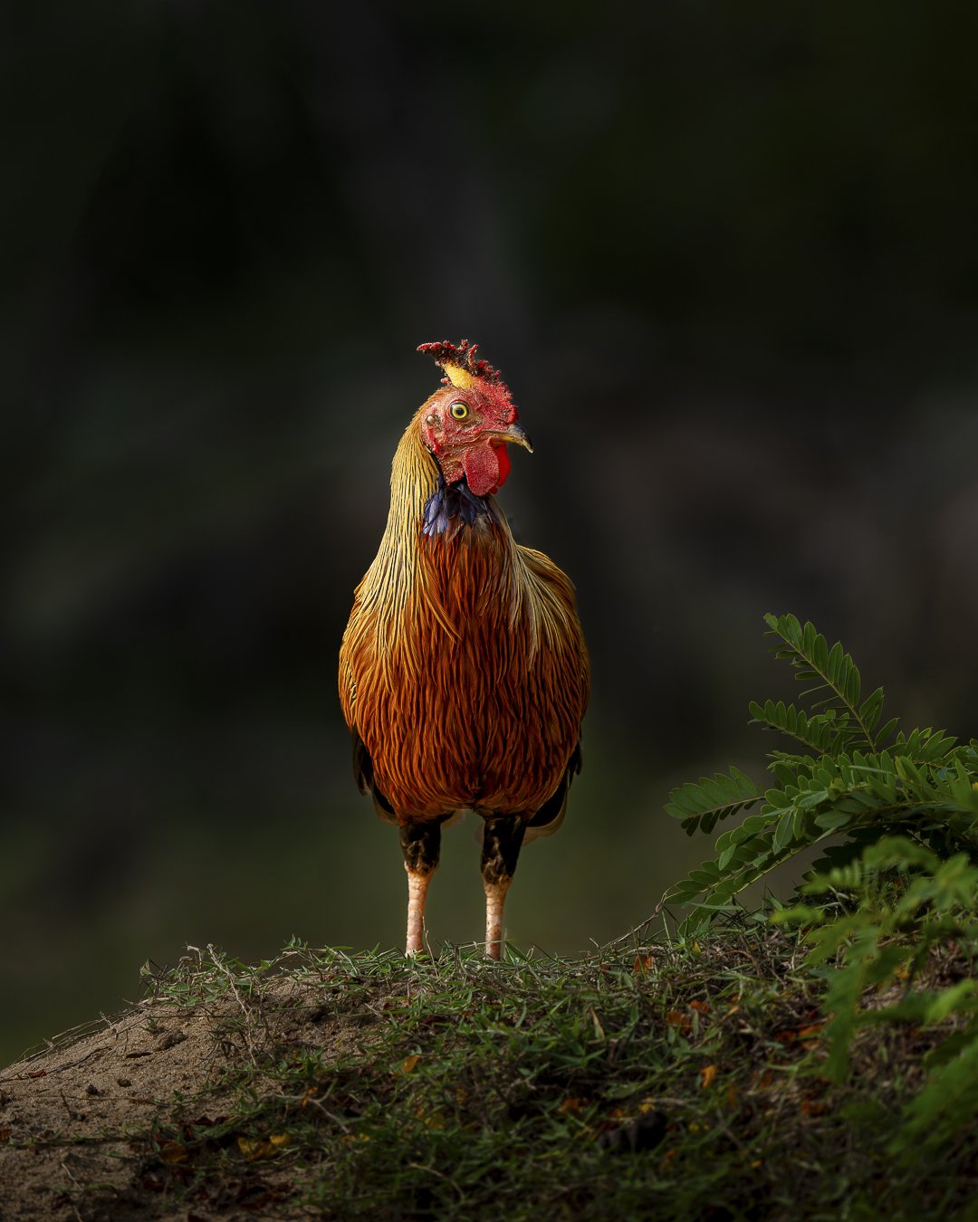 Jungle Fowl_A1_600GM_SRI.jpg