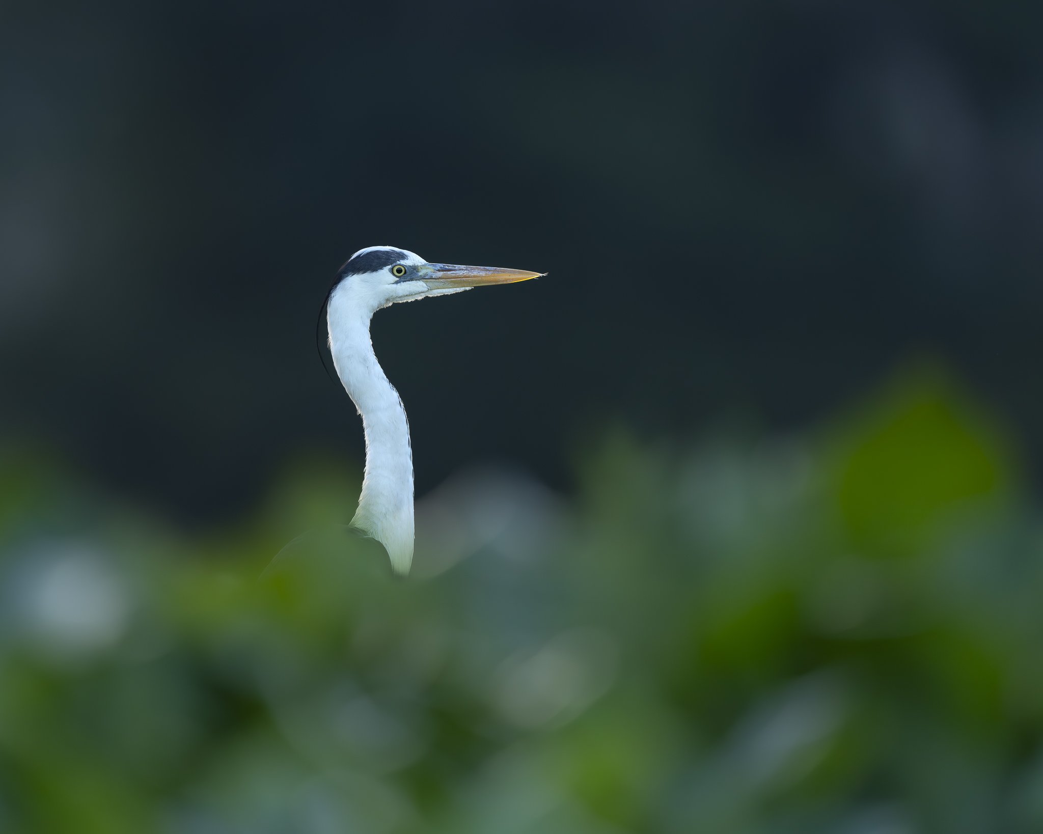 Graureiher_Sri Lanka.jpg