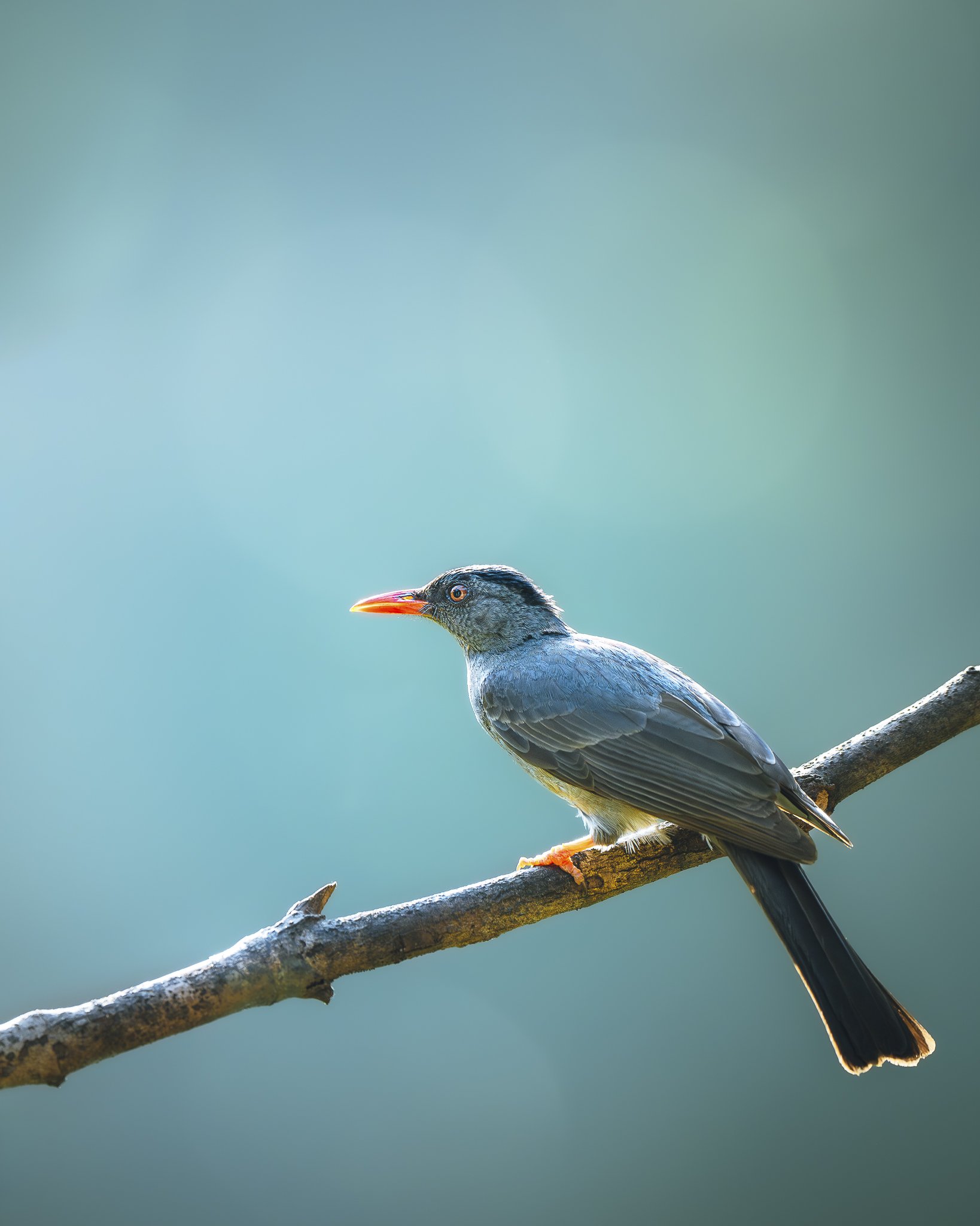 Square-Tailed Bulbul_Sri Lanka.jpg