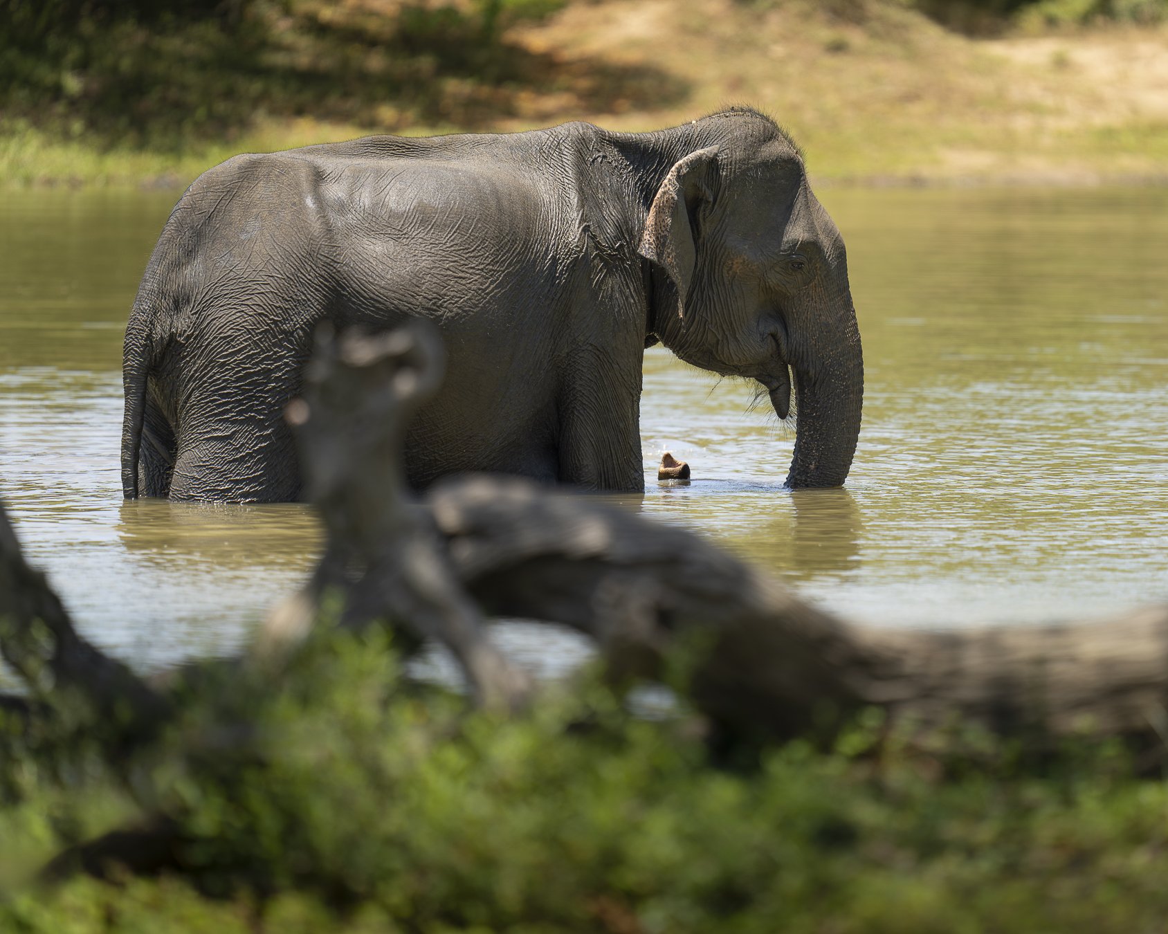 Sri Lanka Elephant_A7RV_400GM_SRI.jpg