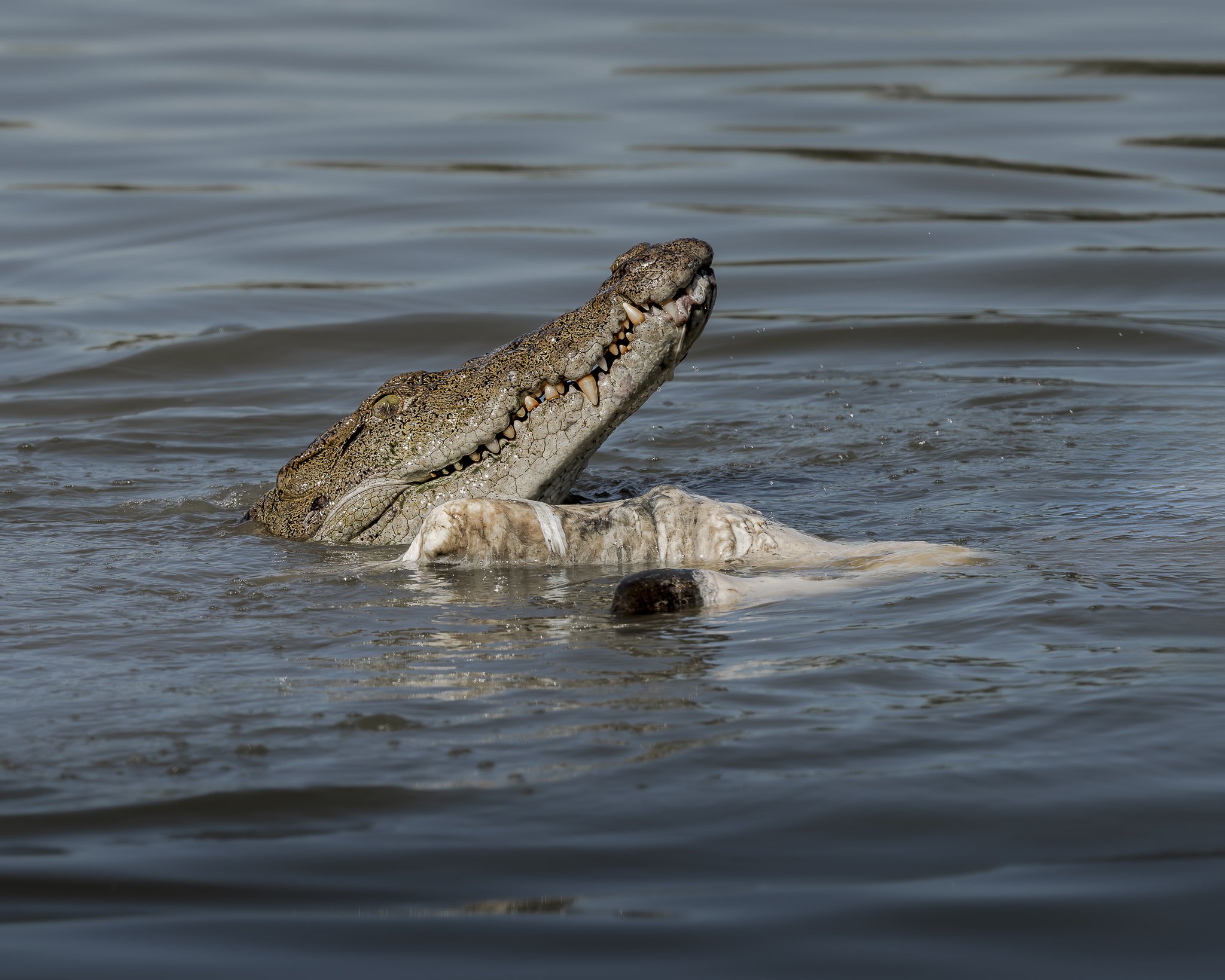 Mugger Crocodile _Sri Lanka.jpg