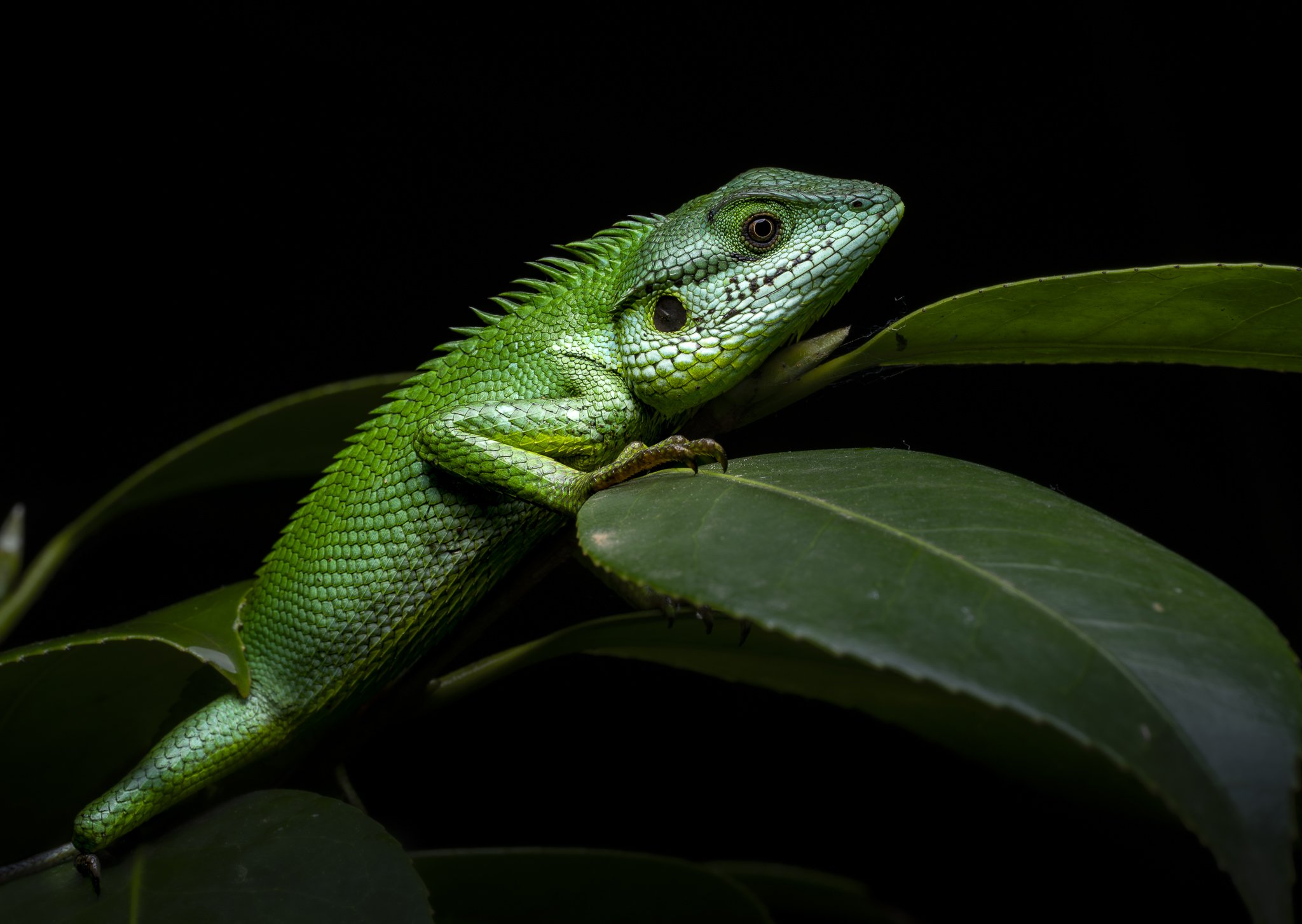 Black-Lipped Lizard_SriLanka.jpg