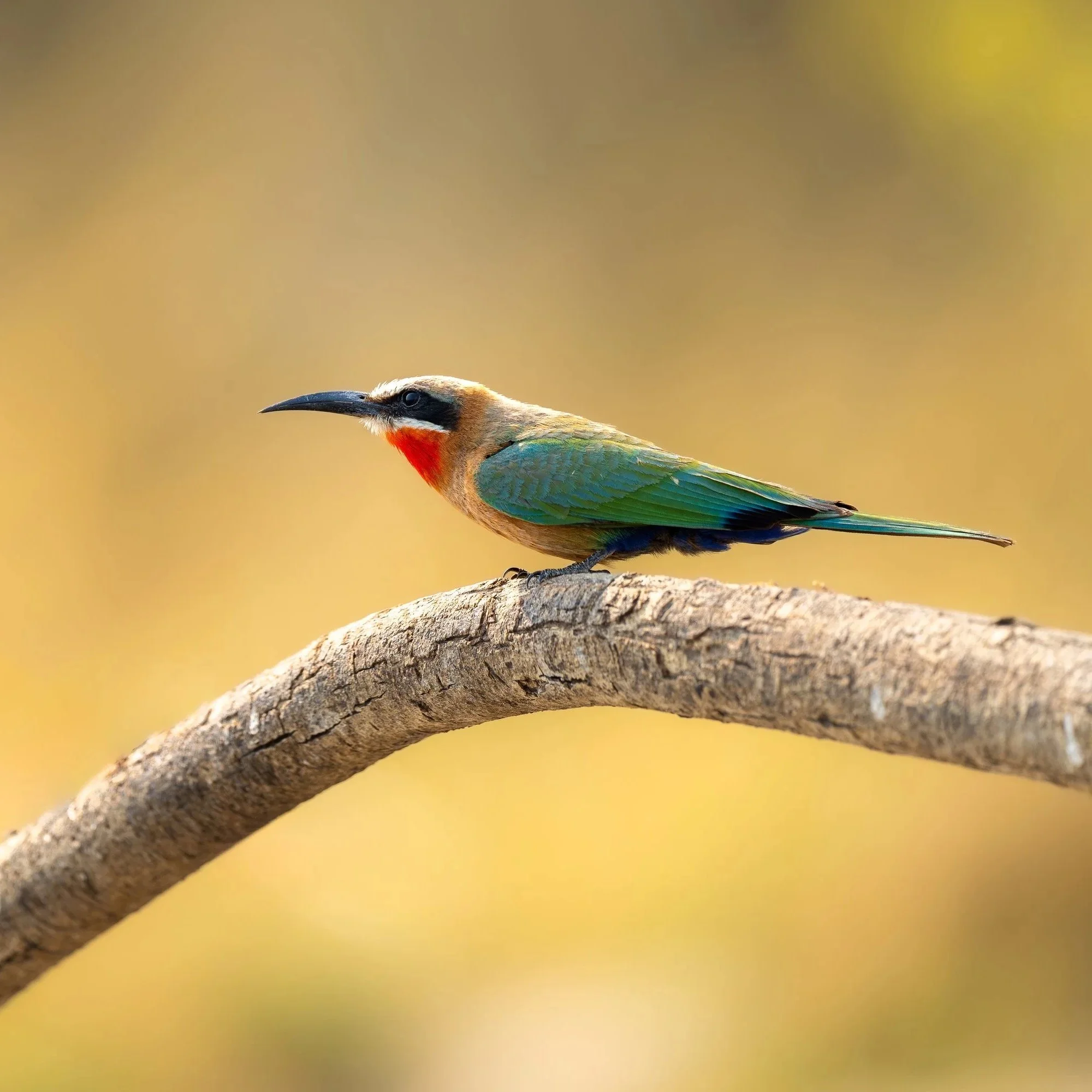White+Fronted+Beeeater_Botswana_A1_600GM.jpg