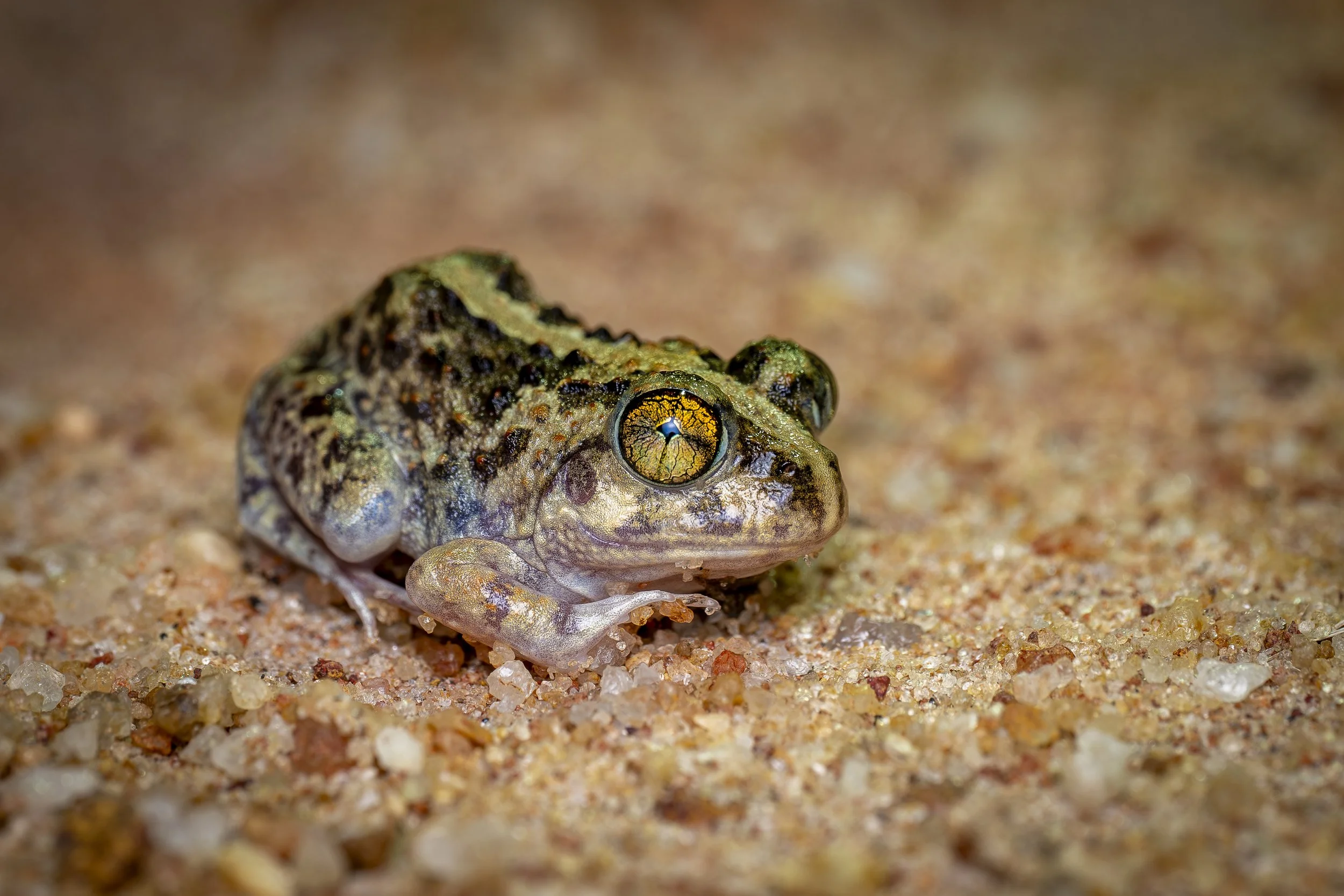 AZ8_0389-2.jpg