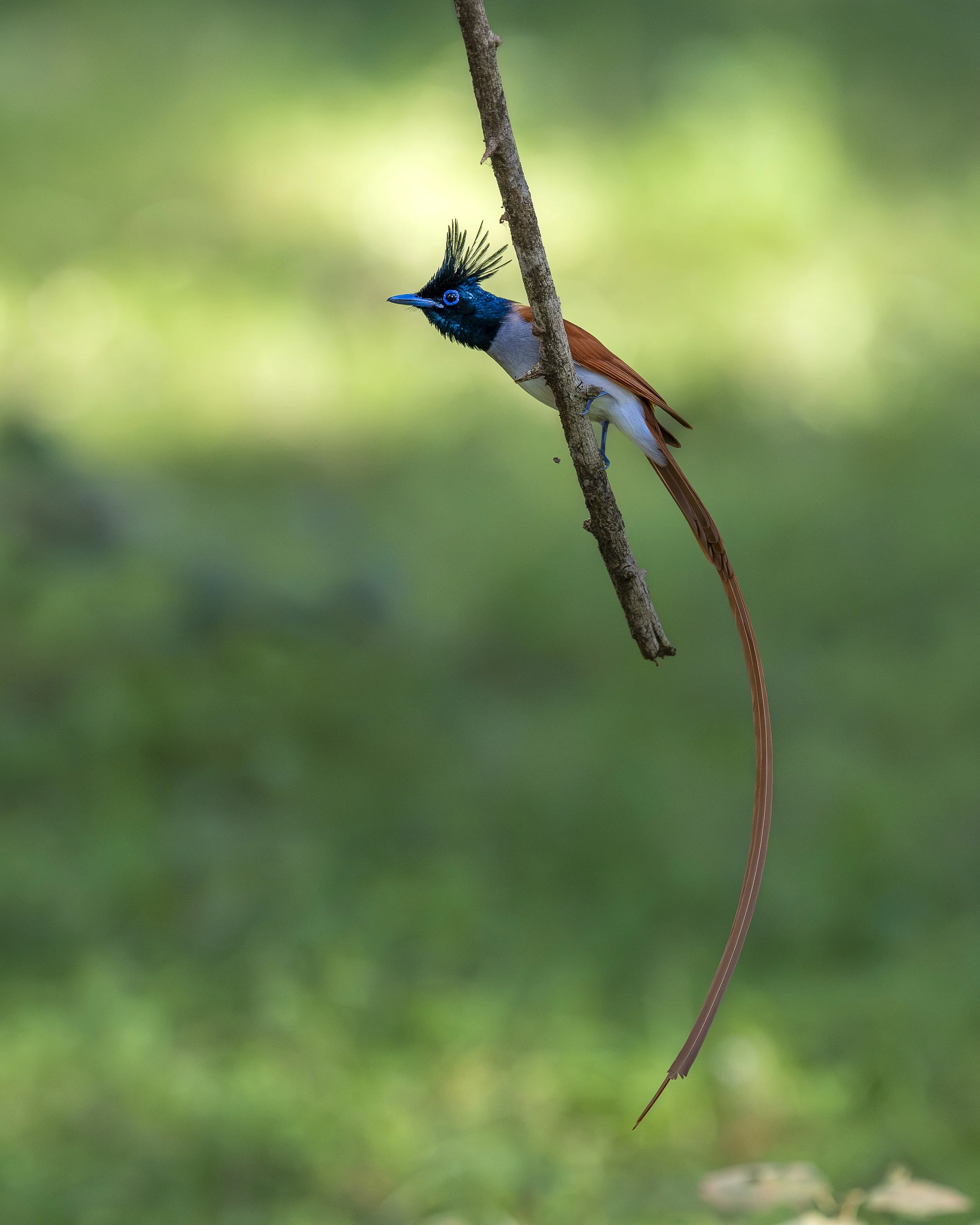 AZ9_0037-2.jpg