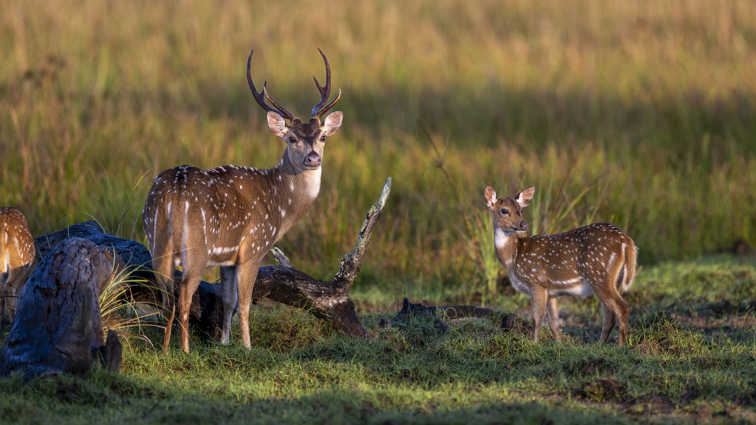 AZ9_0145-2.jpg