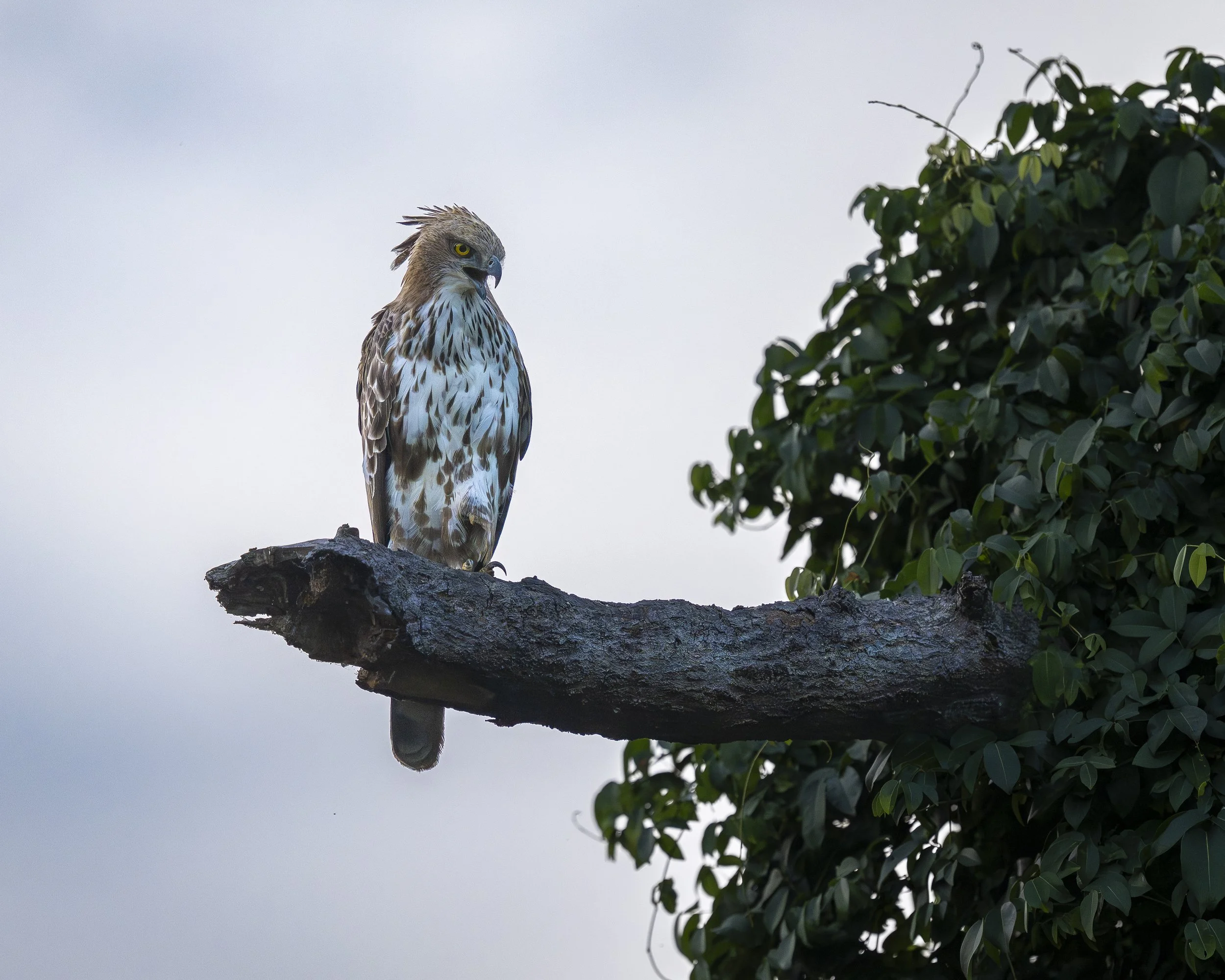 AZ9_1264-2.jpg