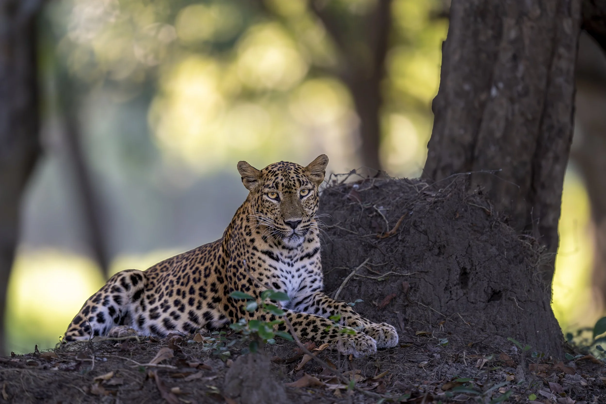 AZ9_5950-2.jpg