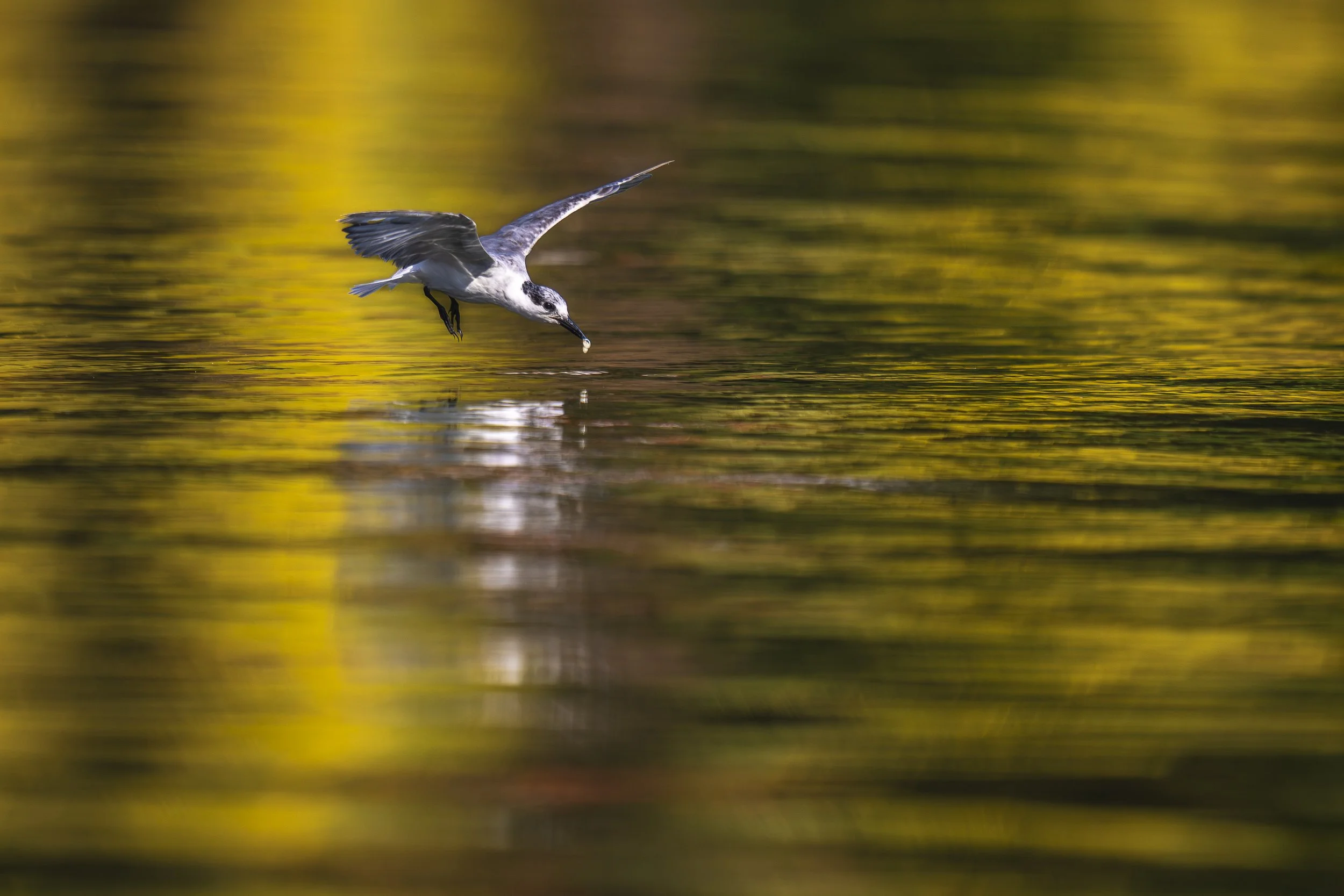 AZ9_6636-2.jpg