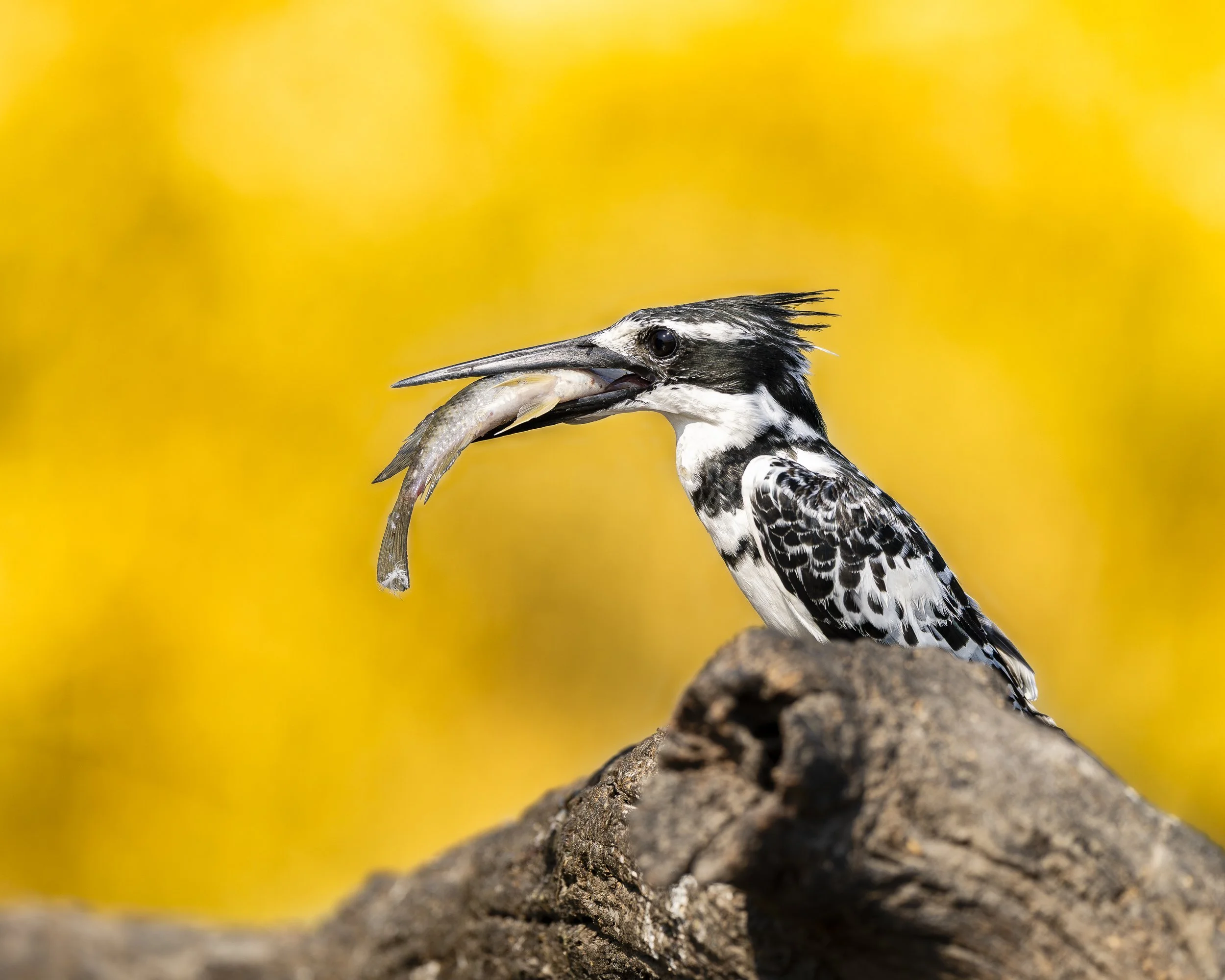 Vom Medizintechnik Senior Consultant zum Fotosafari Guide: Wie Consulting Know-How deine Fotoreise besser macht