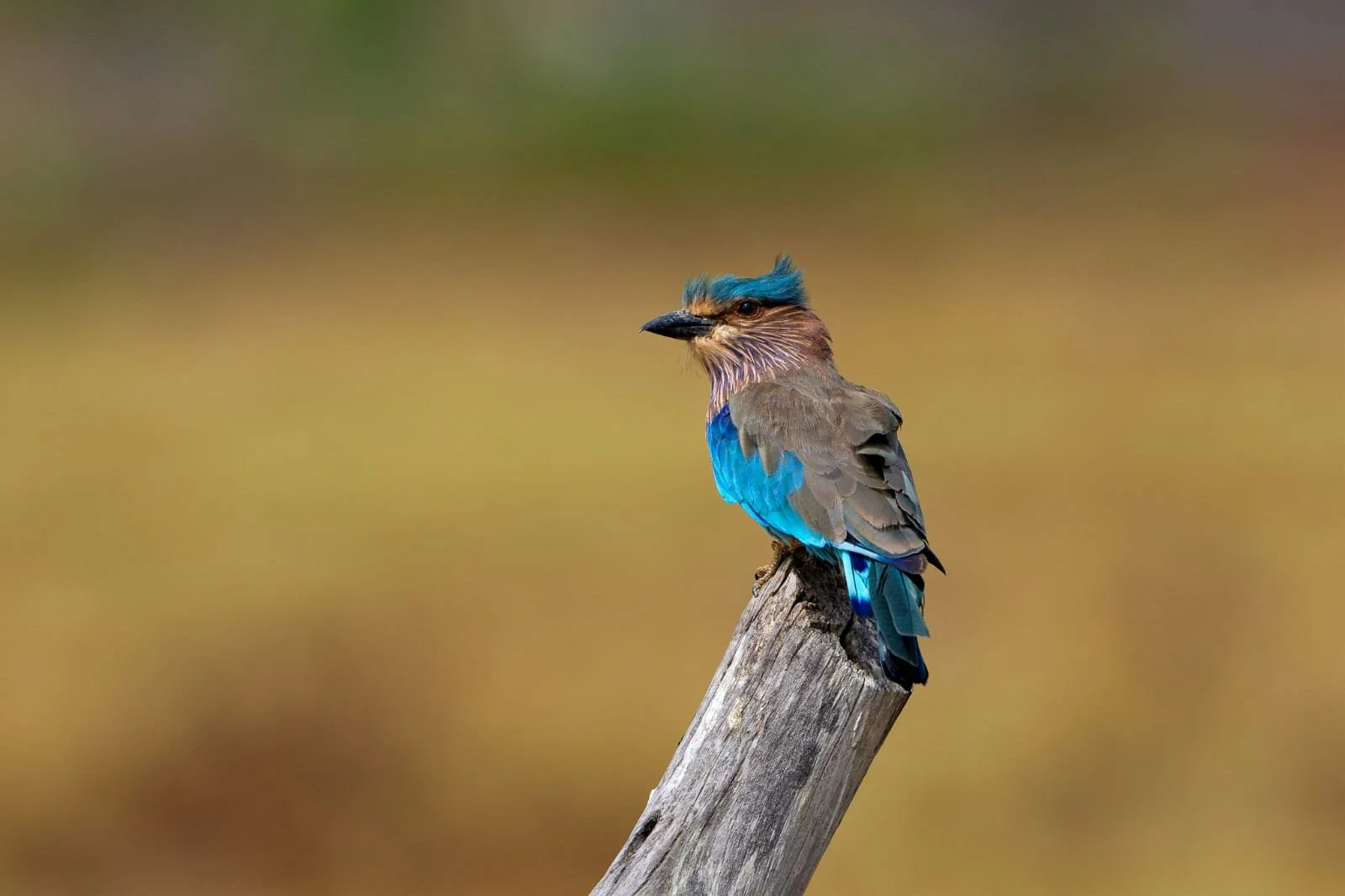 2361d0c5-f689-4a68-a625-c802bdb90e48.jpeg