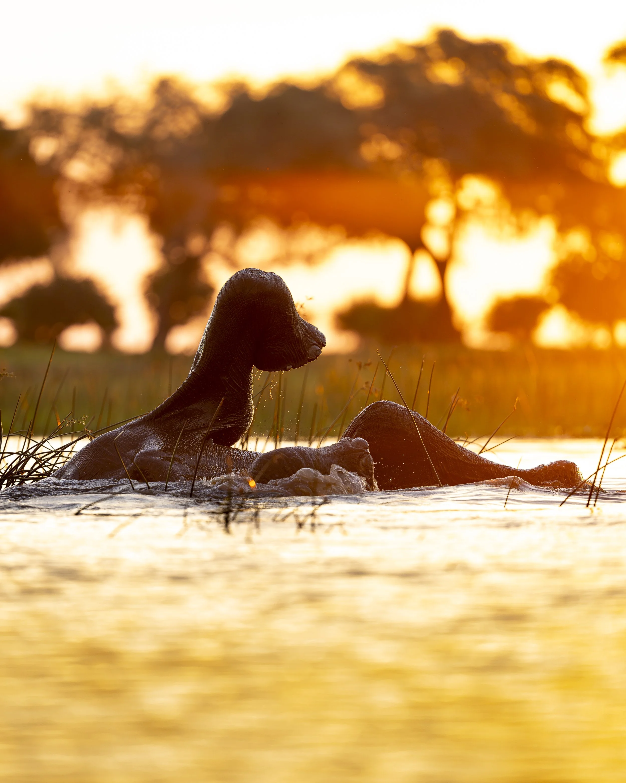 Elephant Sunset Water_03_ZAM1226_A7V_300GM.jpg