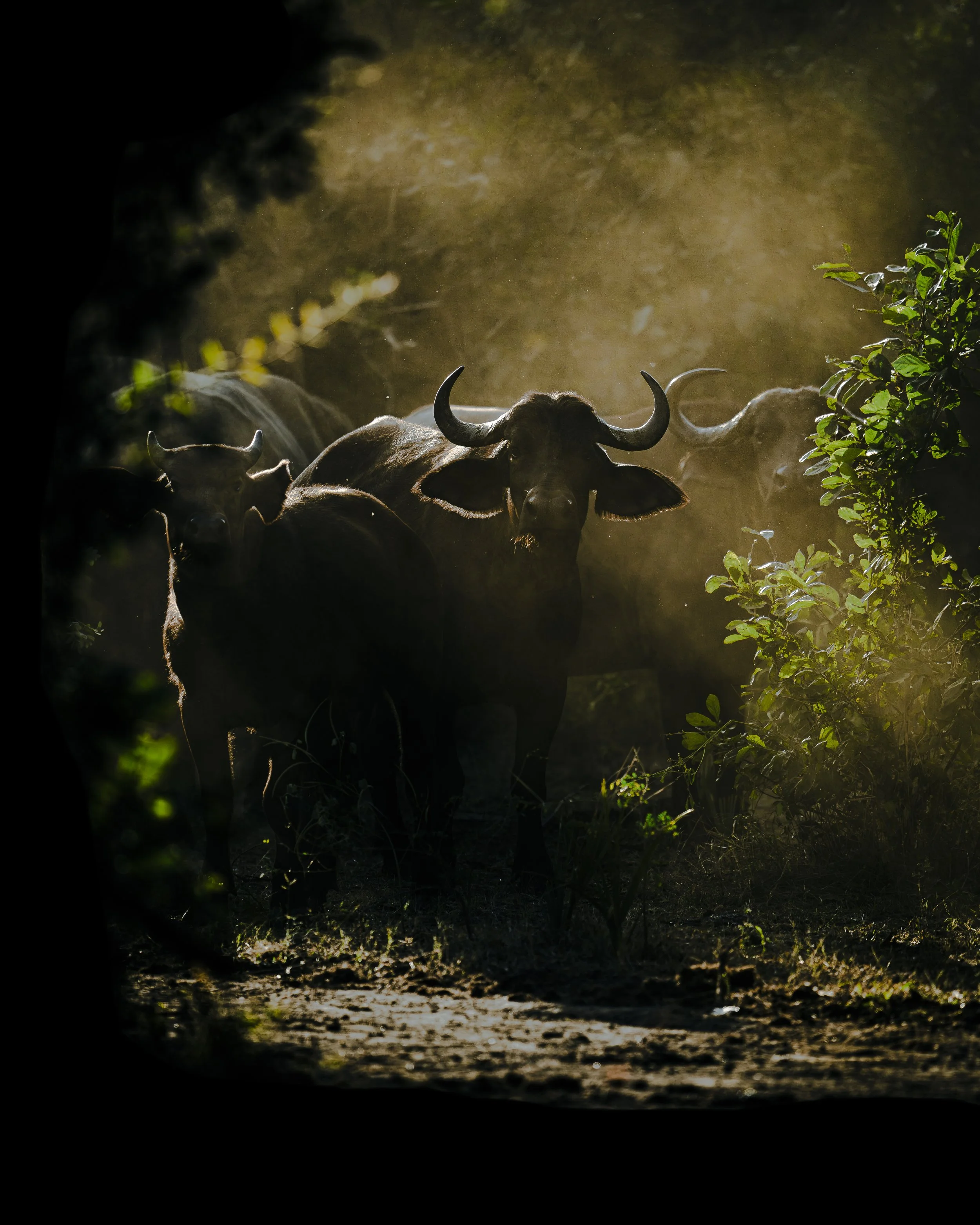 Buffalos dusty_LZNP_A1_400GM.jpg