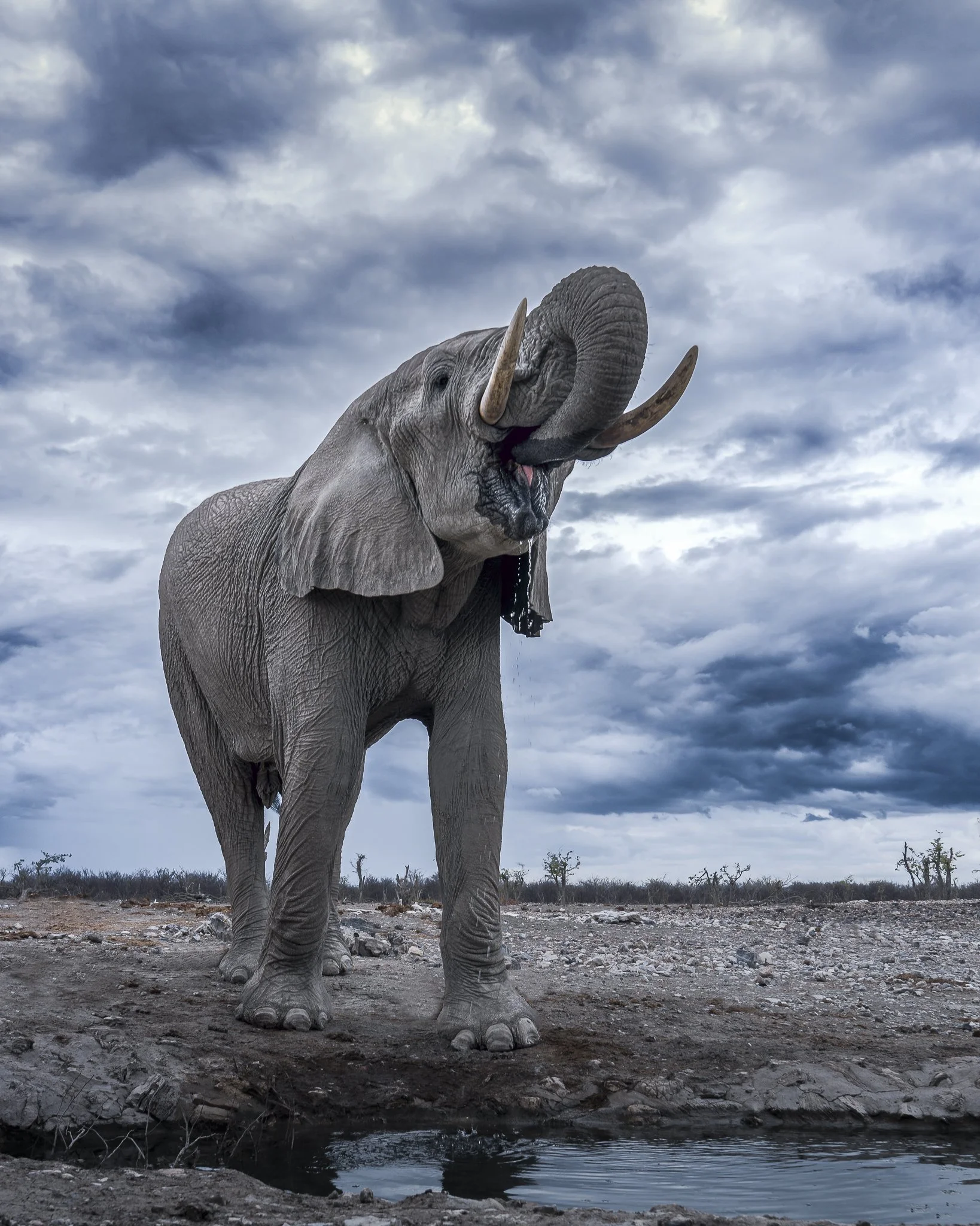 Dramatic Elephant_A7RIV_2470GM_NAM.jpg