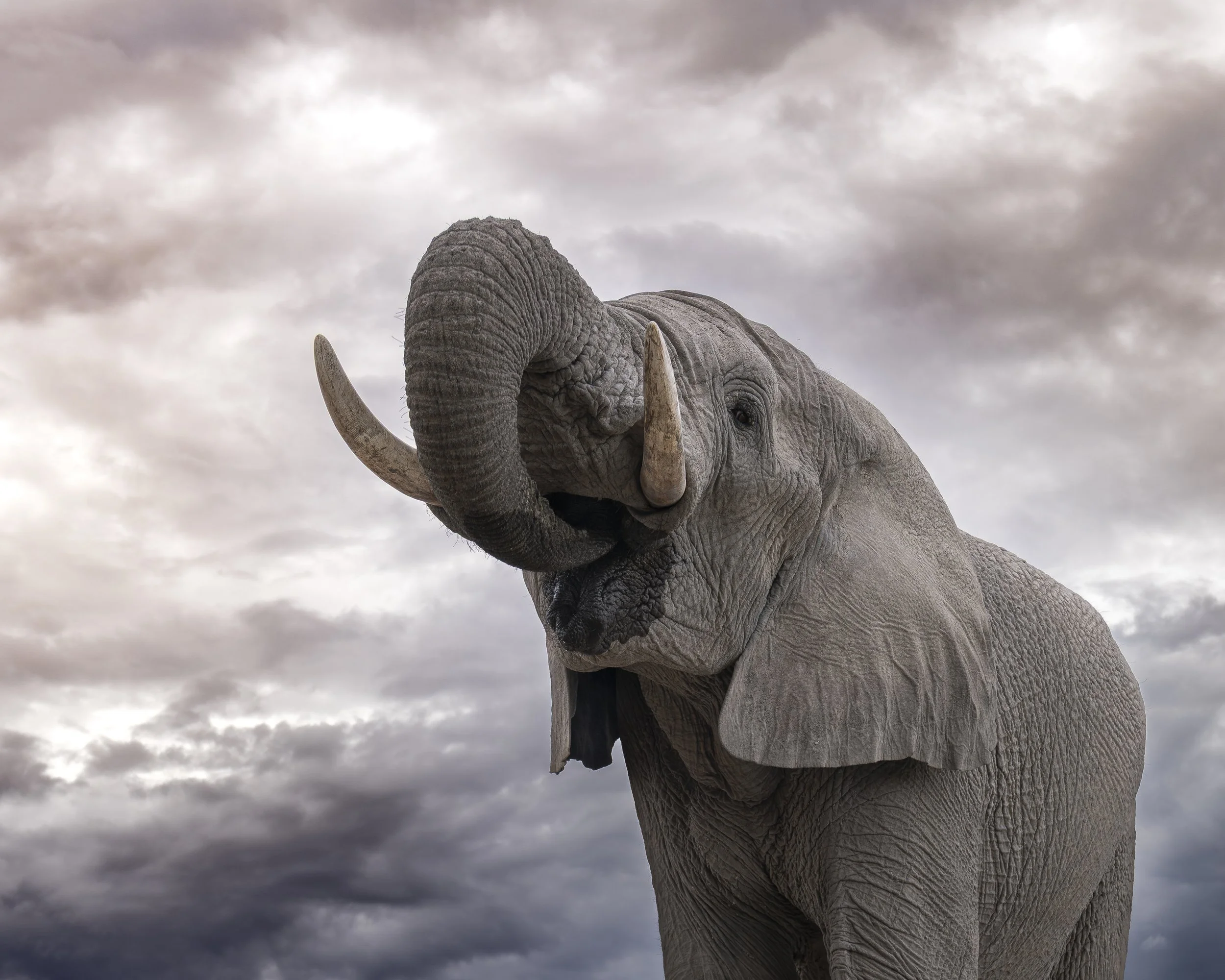 Elefant closeup_01_NAM_A7RIV_2470GM.jpg