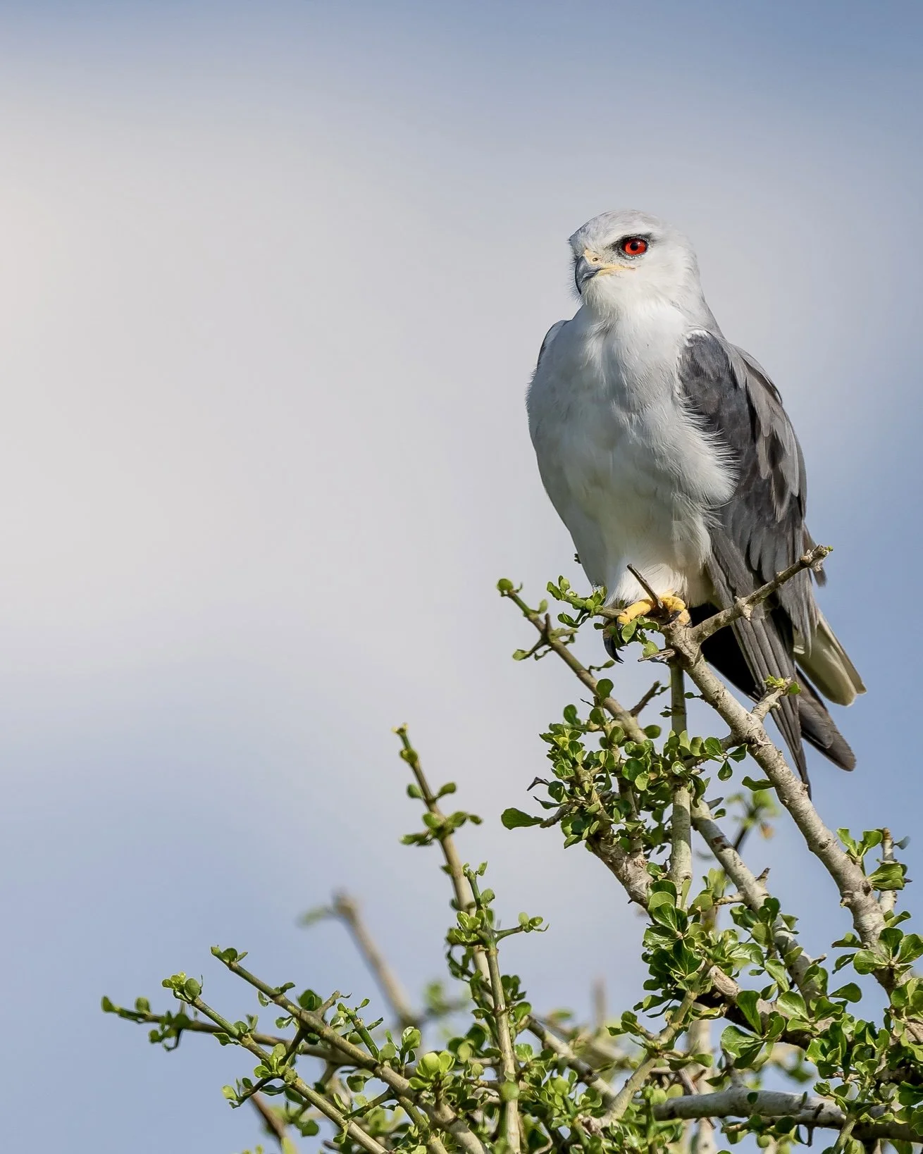Masai Marai black-winged Kite02521e.jpg