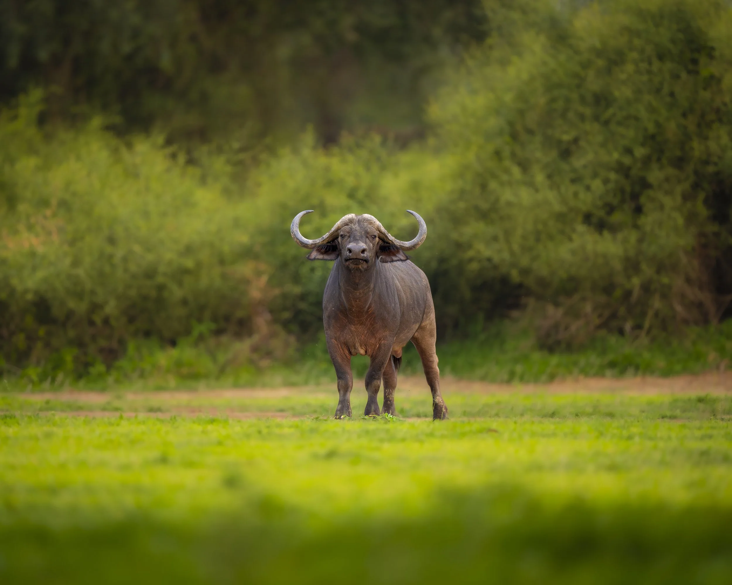 Büffel_01_LZNP_A1II_600GM.jpg