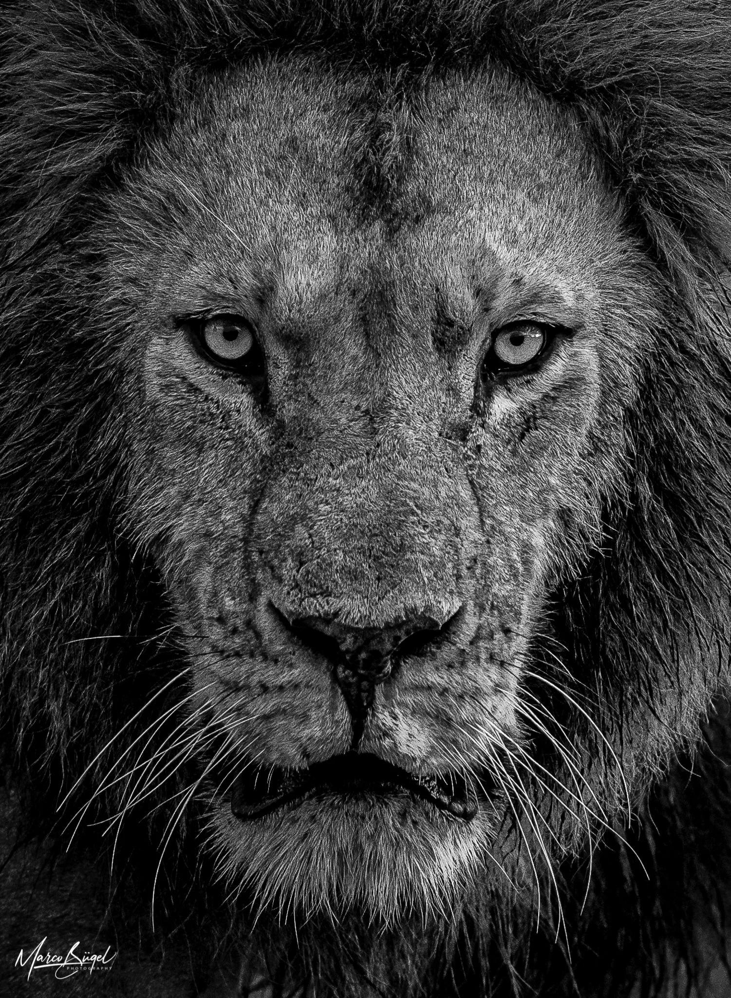 Masai Mara Male Lion Portrait-1.jpg