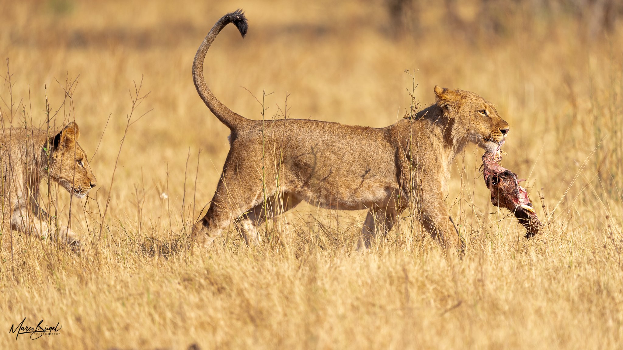 Lioness Water Chobe River 4997.jpg