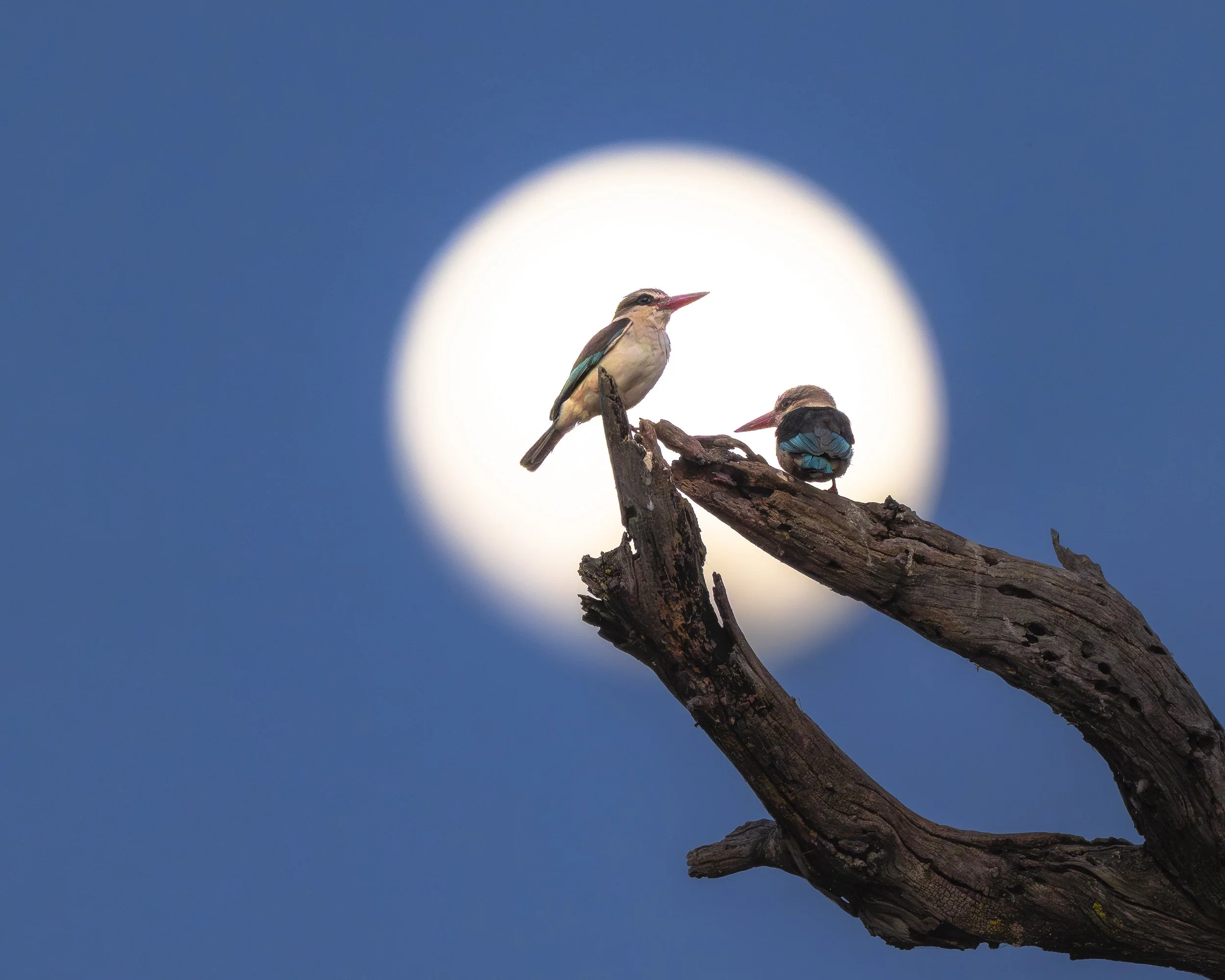 Greyheaded Kingfisher Moon_02_Chobe22_A1_600GM.jpg