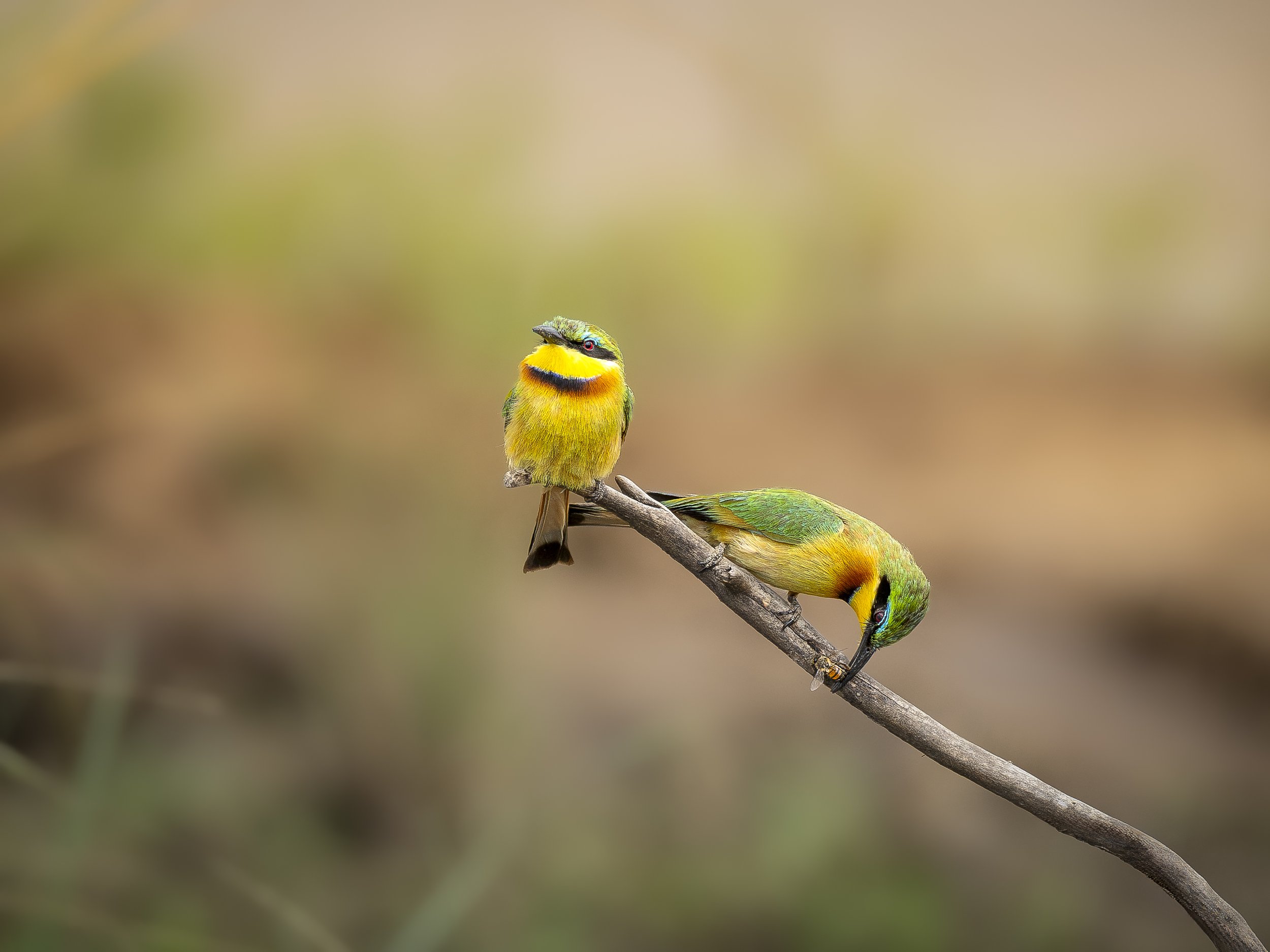 Little Beeeaters_Kenya_A1_600GM.jpg
