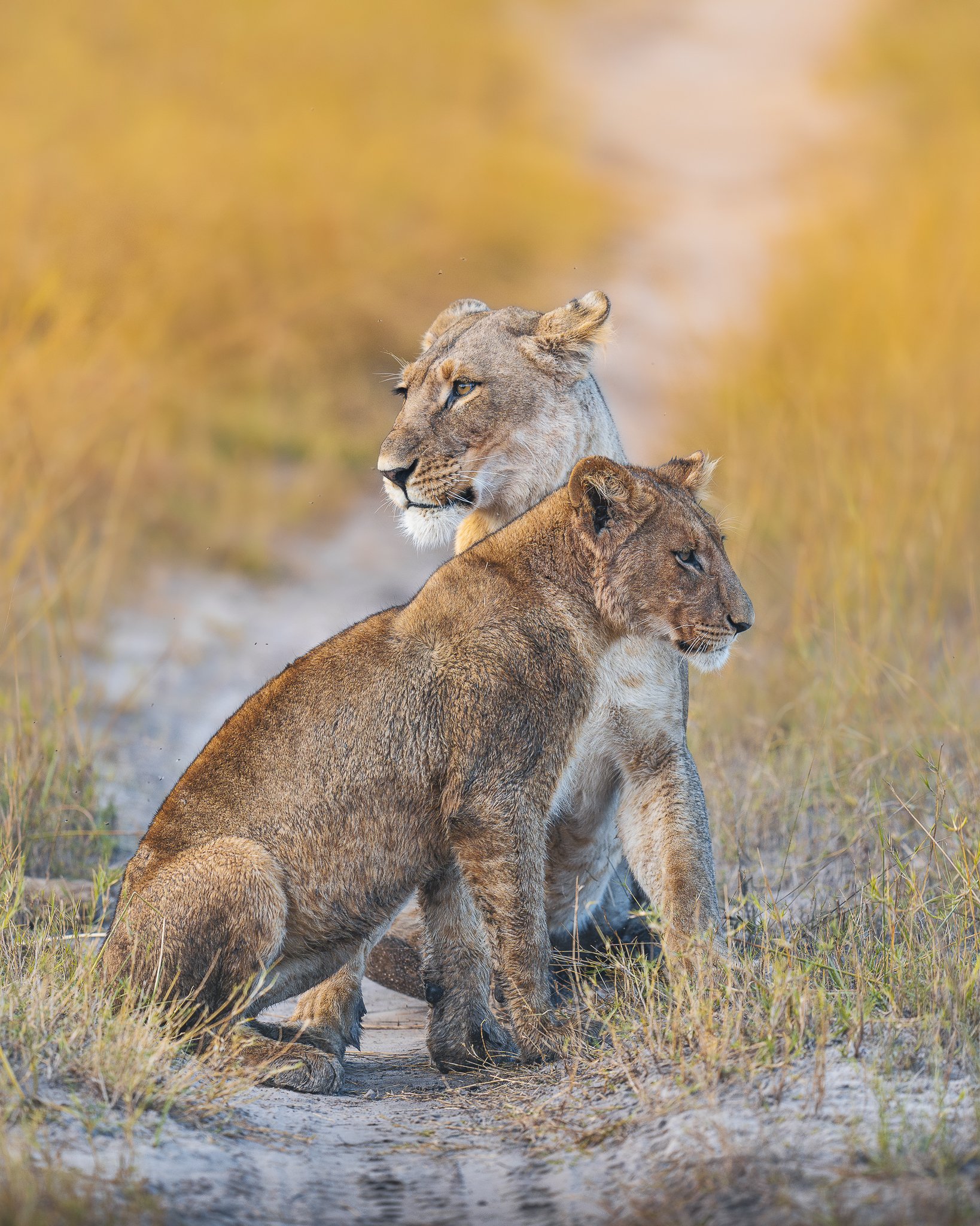 Löwenmutter mit Jungem_A1_400GM_Delta.jpg