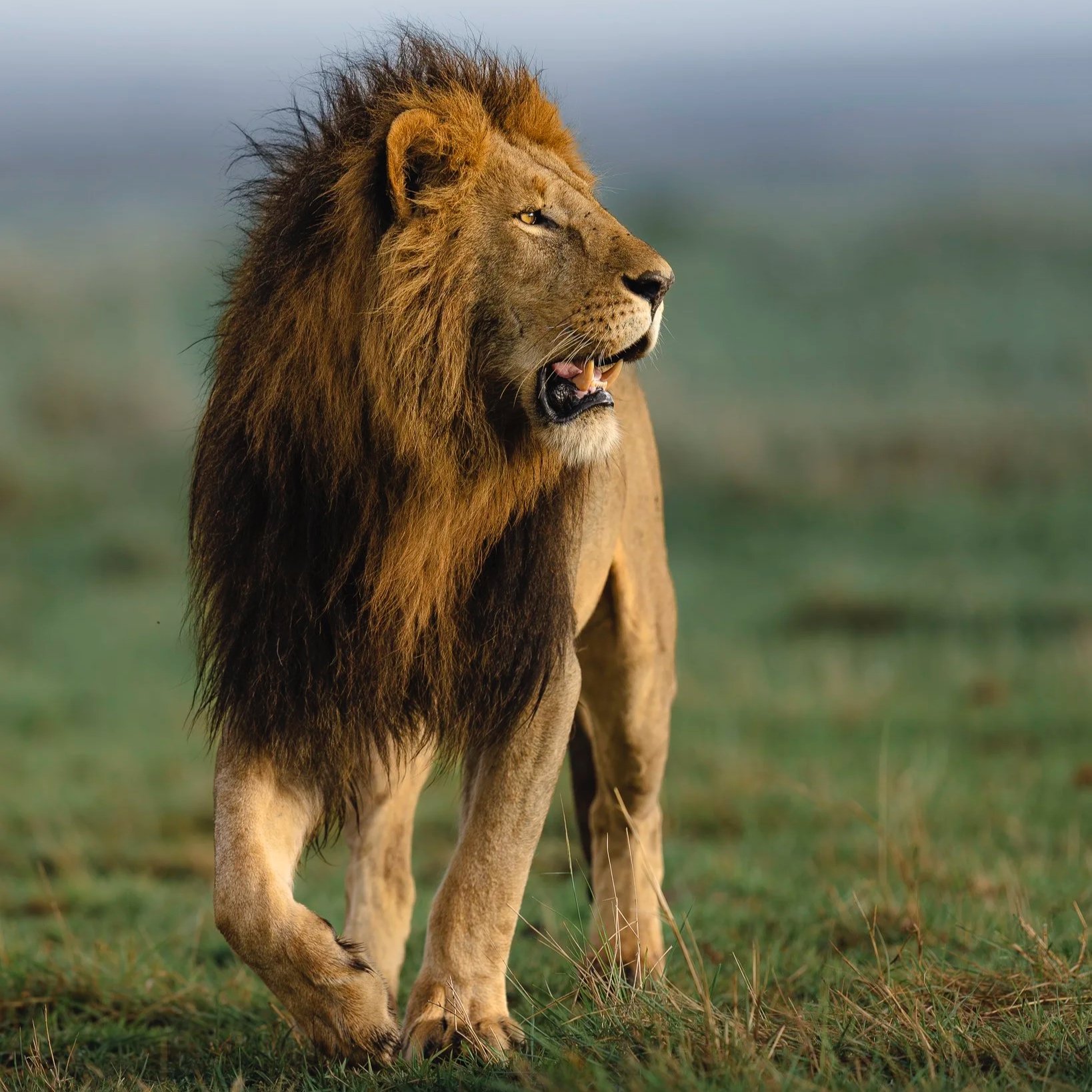 Male+lion_A1_400GM_MM.jpg