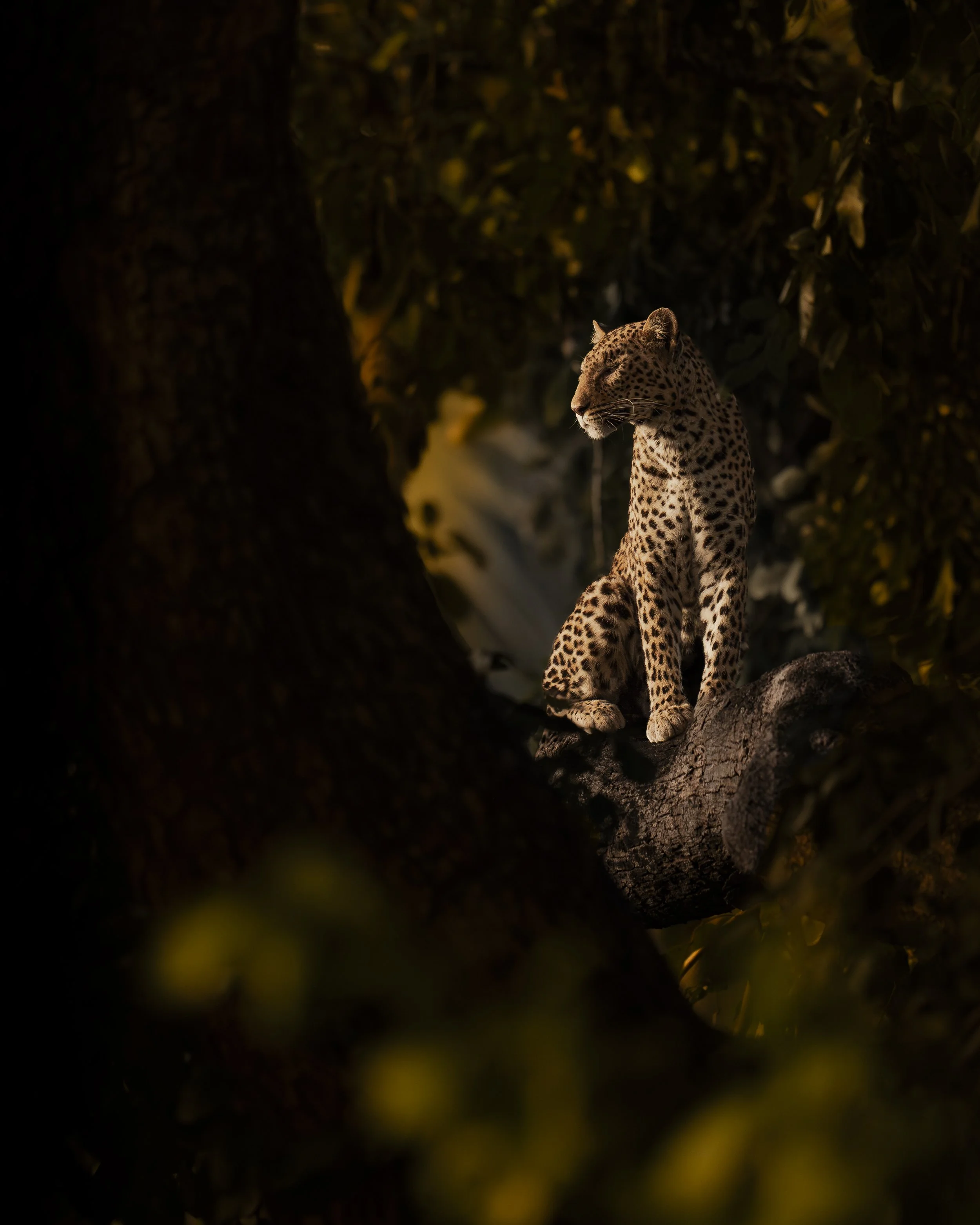 Leo female on tree_01_LZNP_A7IV_400GM.jpg