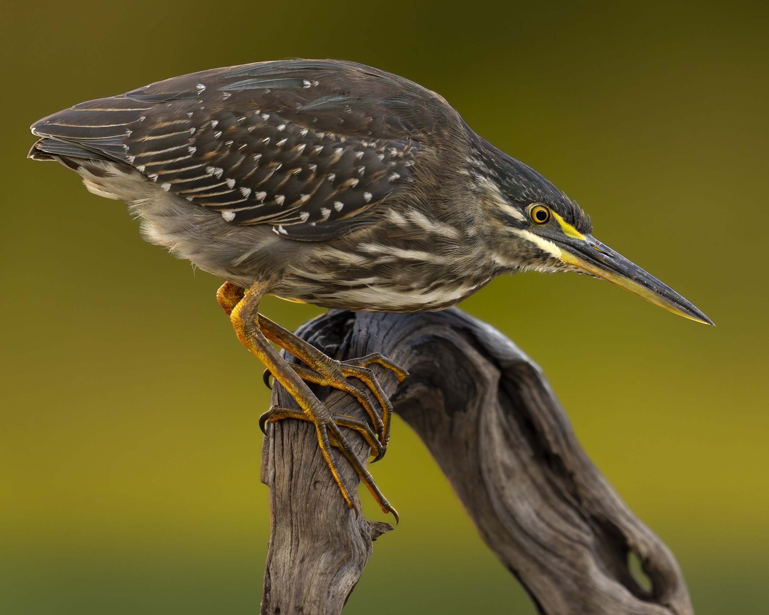 Green Backed Heron_02_KZN_A1_600GM.jpg