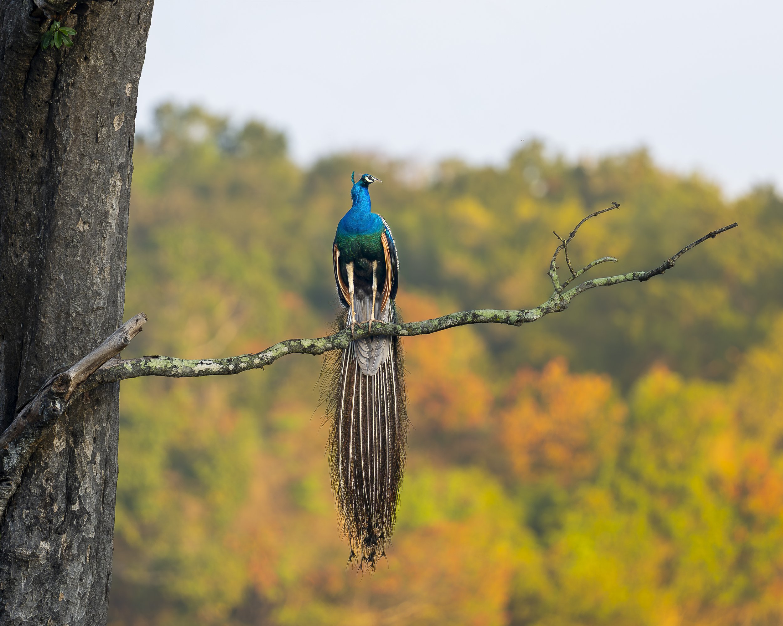 Peacock male_01_SRL0326_A1II_300GM.jpg