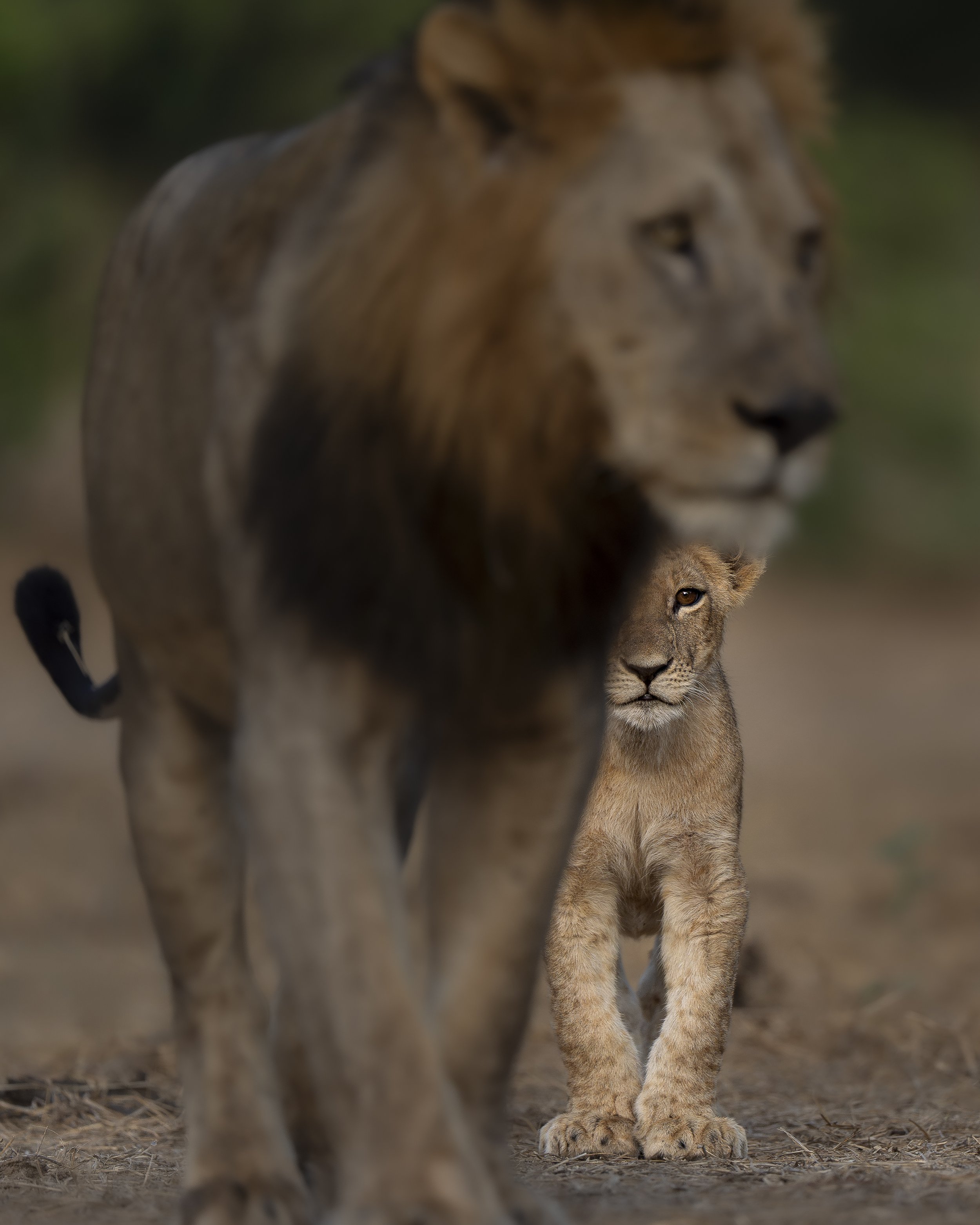 Lion Cub_00_Zambia_A1II_600GM.jpg