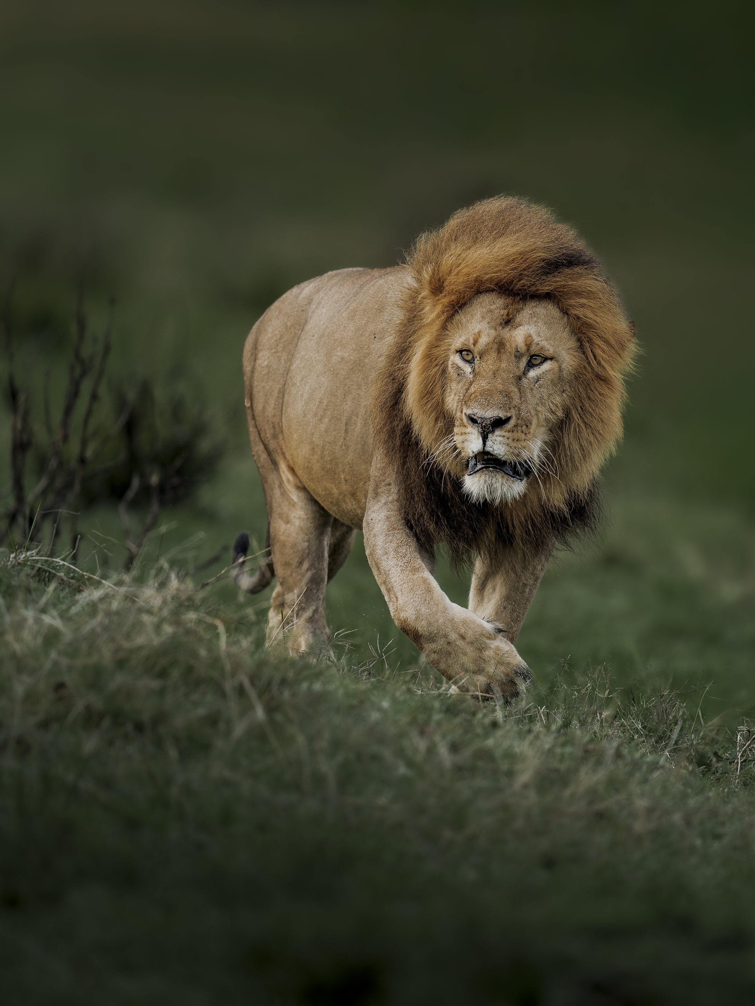 Male Lion_Kenya_A1_400GM.jpg