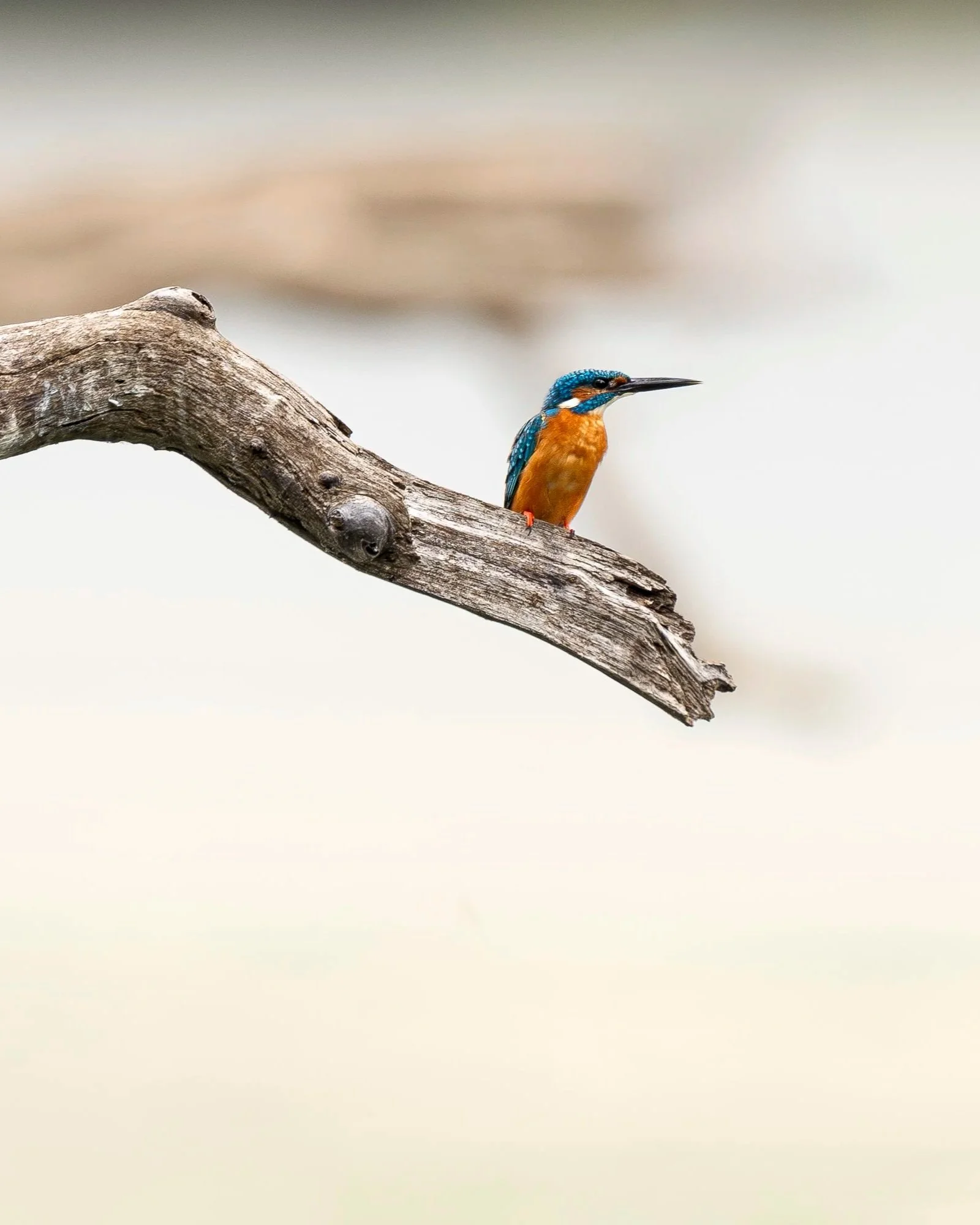 Common+Kingfisher+Sri+Lanka_A9III_600GM-2.jpg