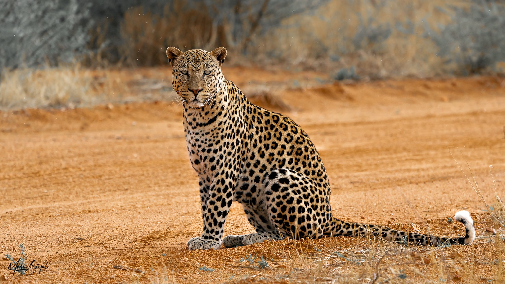 Leopard-3.jpg