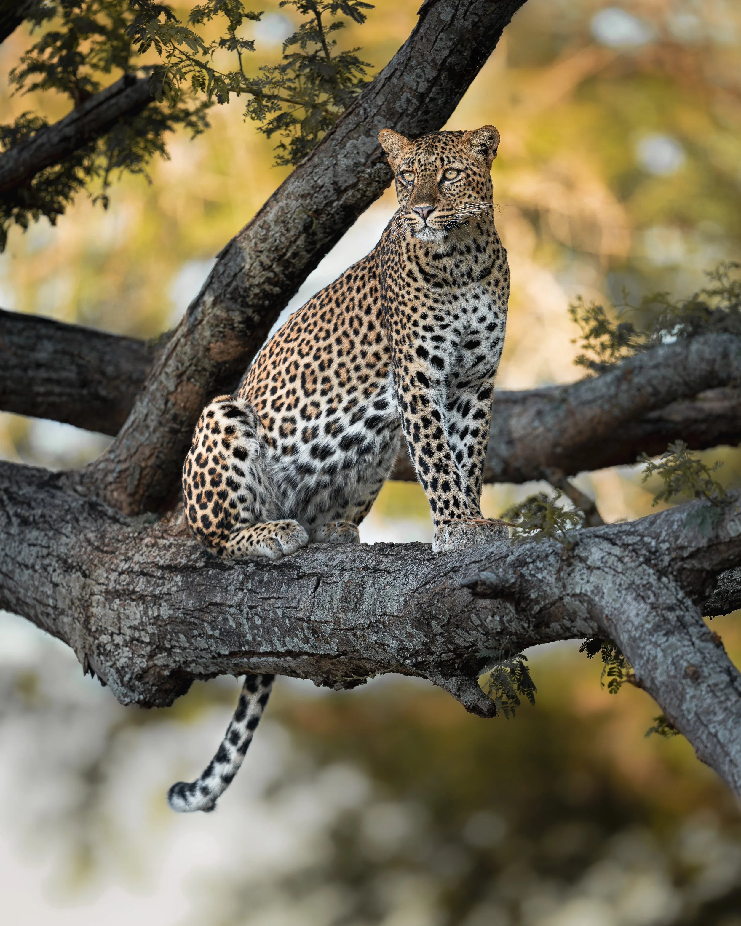 Loopard standing tree_01_Zambia_A1II_300GM.jpg