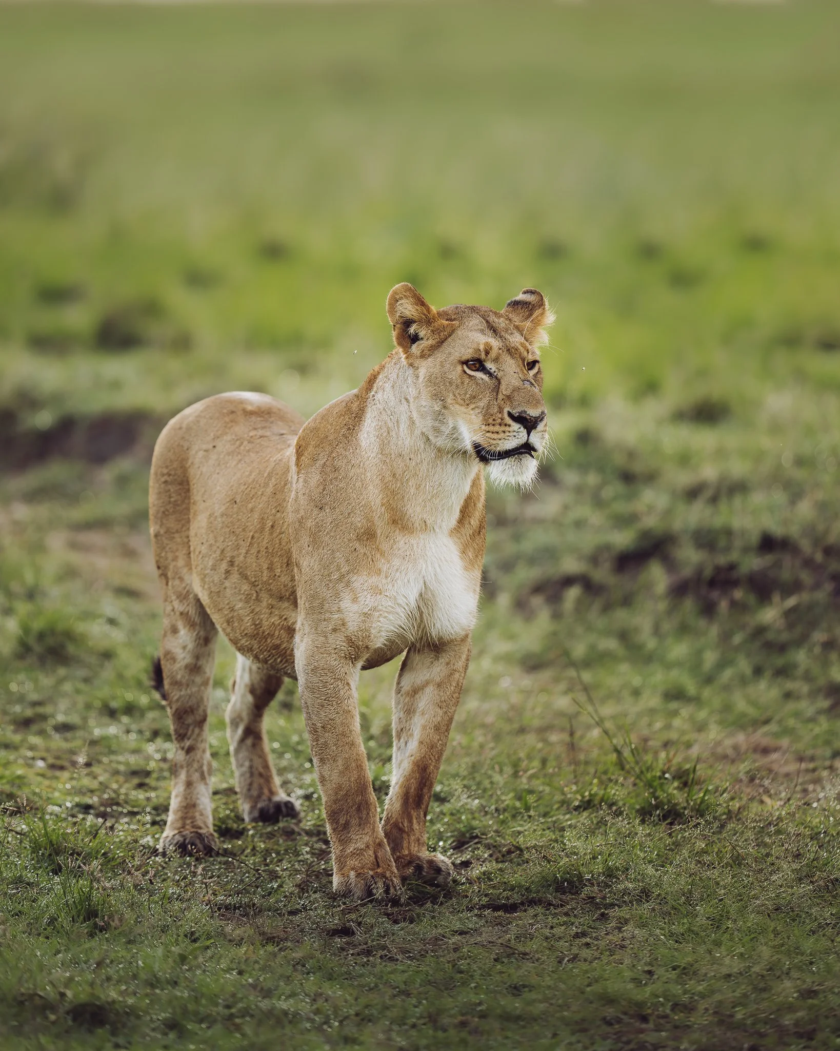 Lioness_Mara-2.jpg