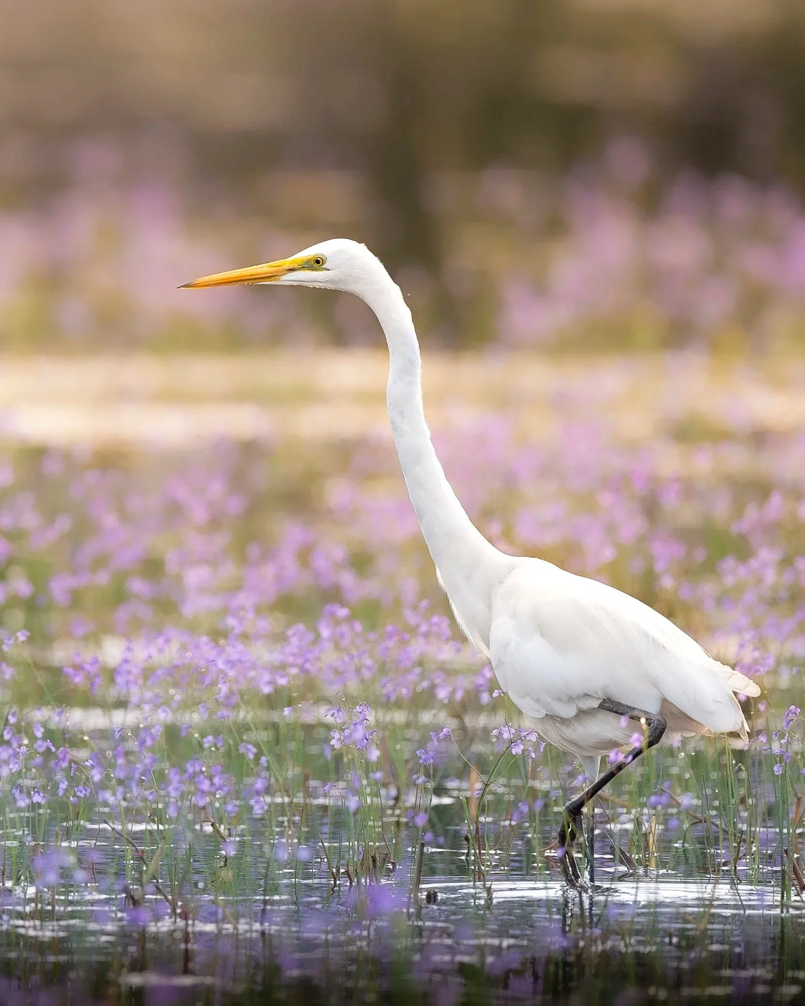 Eastern+great+Egret_01_Sri+Lanka_A9III_600GM.jpg