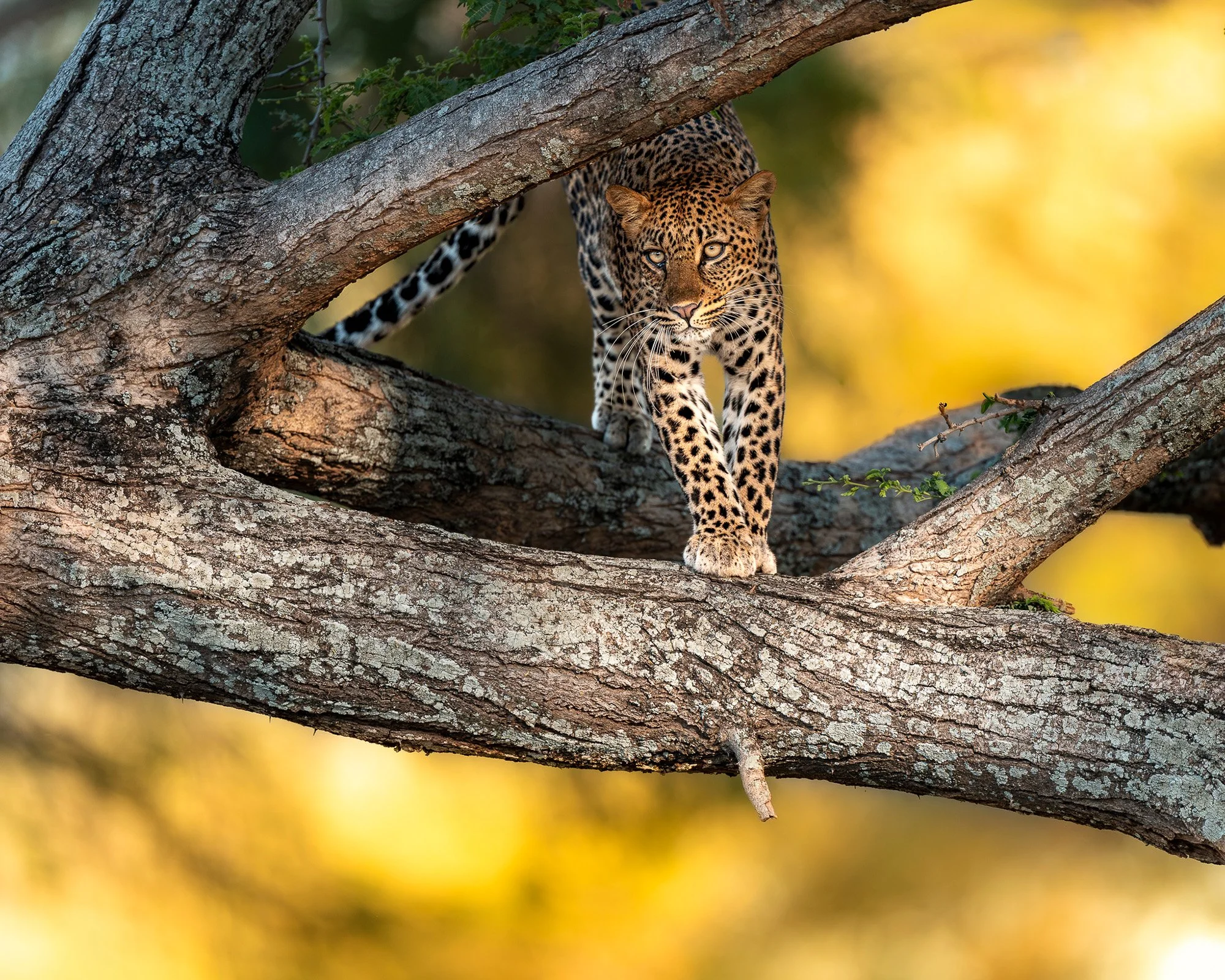 Leopard_01.jpg