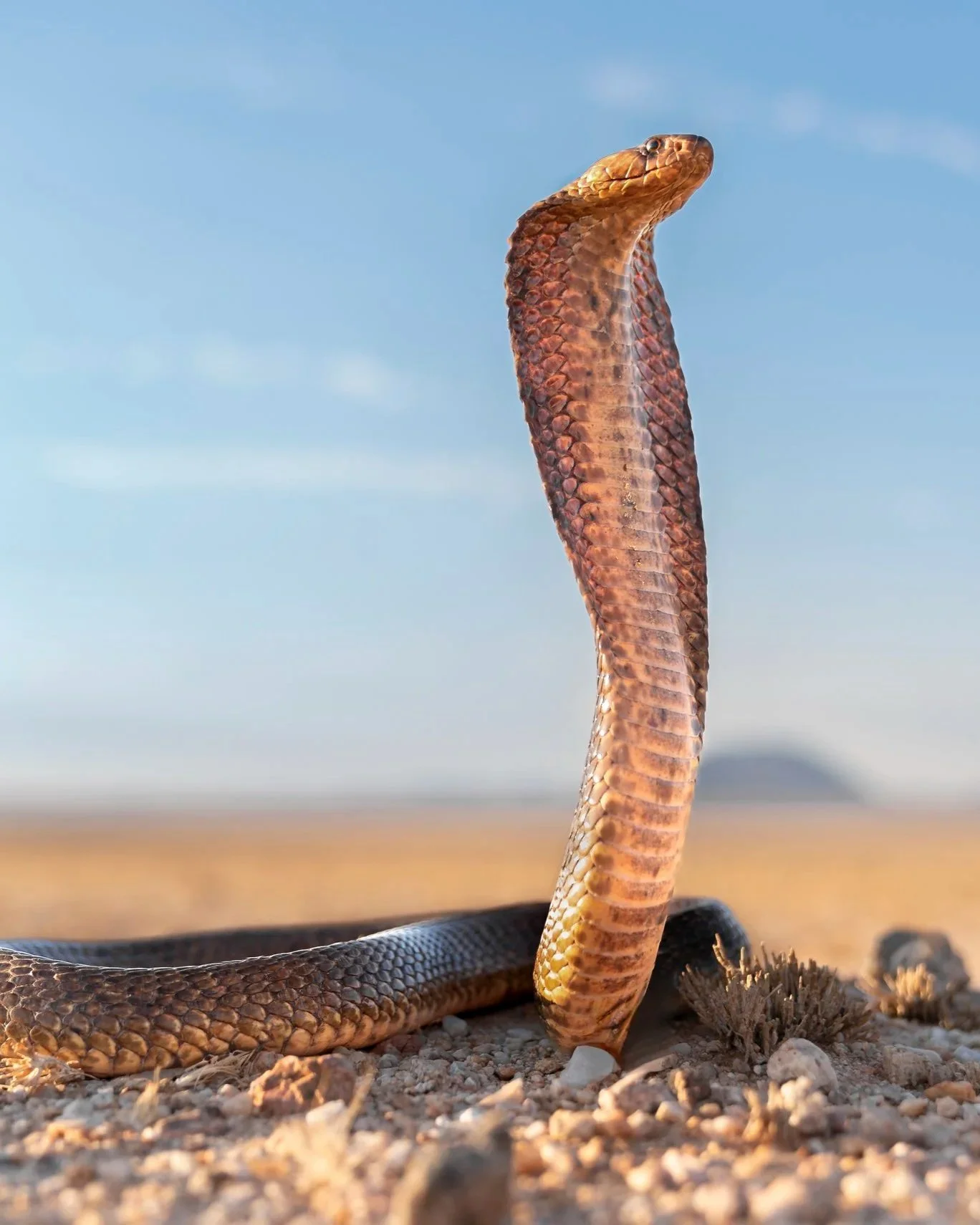 Kapkobra_Namibia_A7RIV_40mm.jpg
