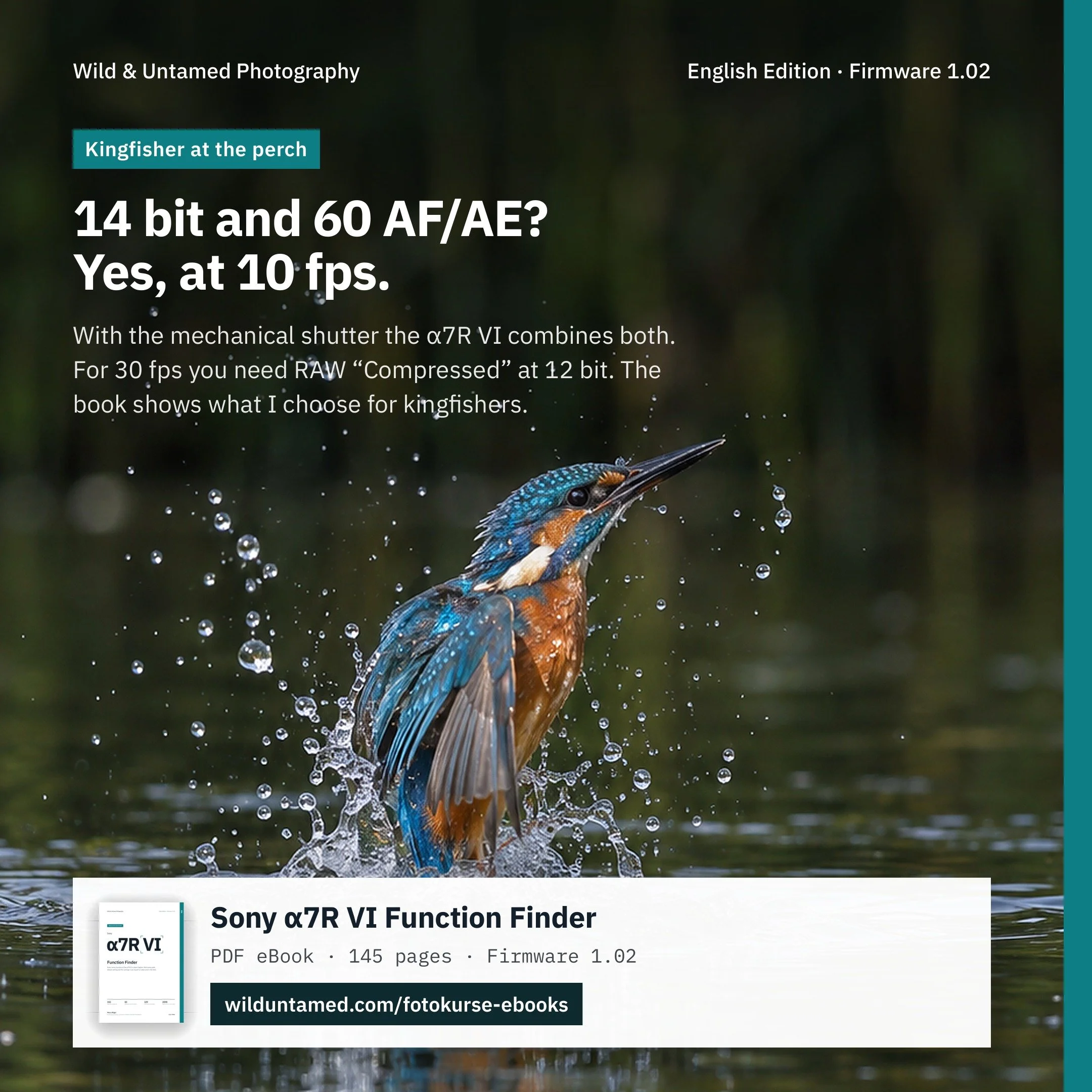a7RVI_EN_Meta_Kingfisher_1x1.jpg
