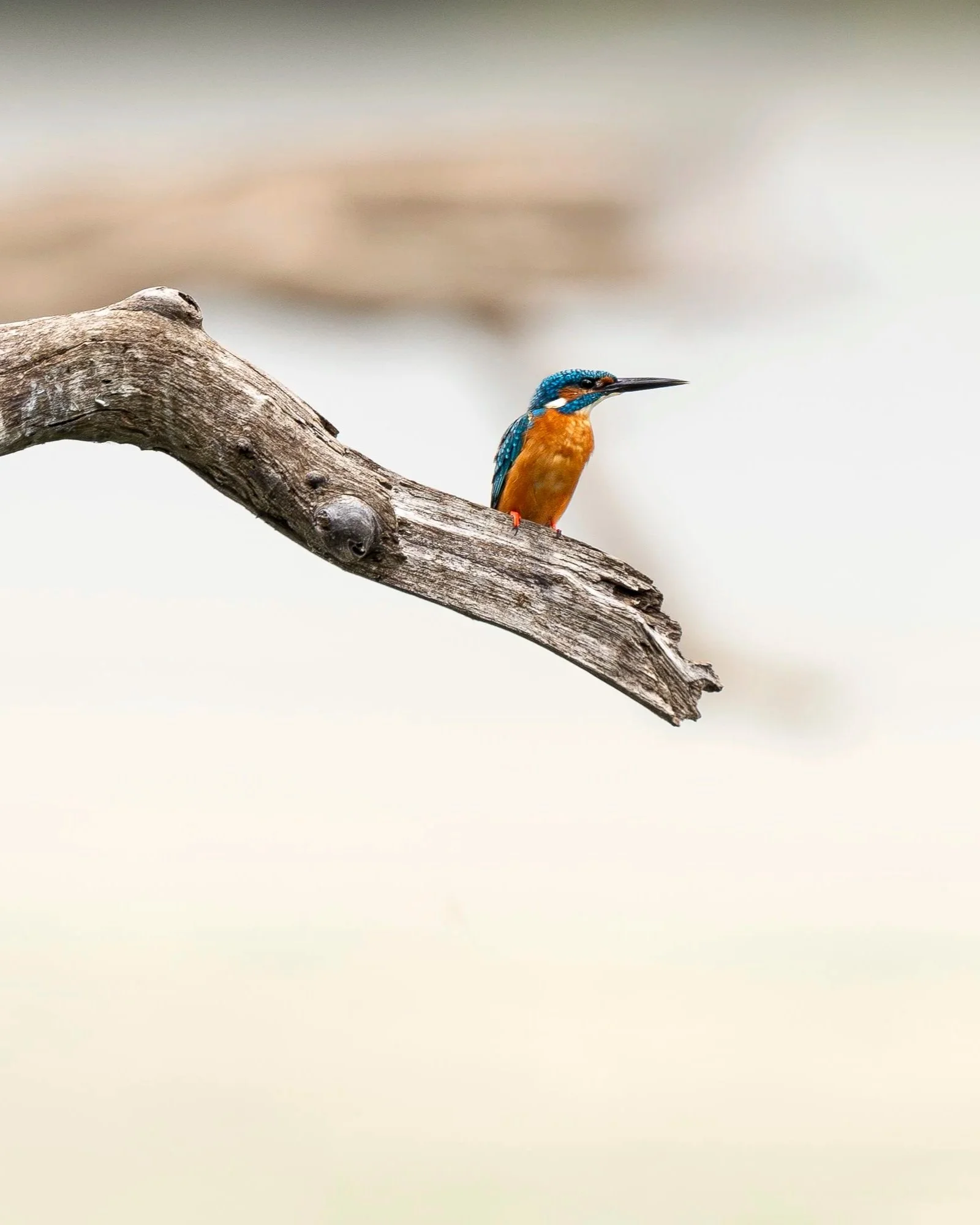 Common+Kingfisher+Sri+Lanka_A9III_600GM-2.jpg