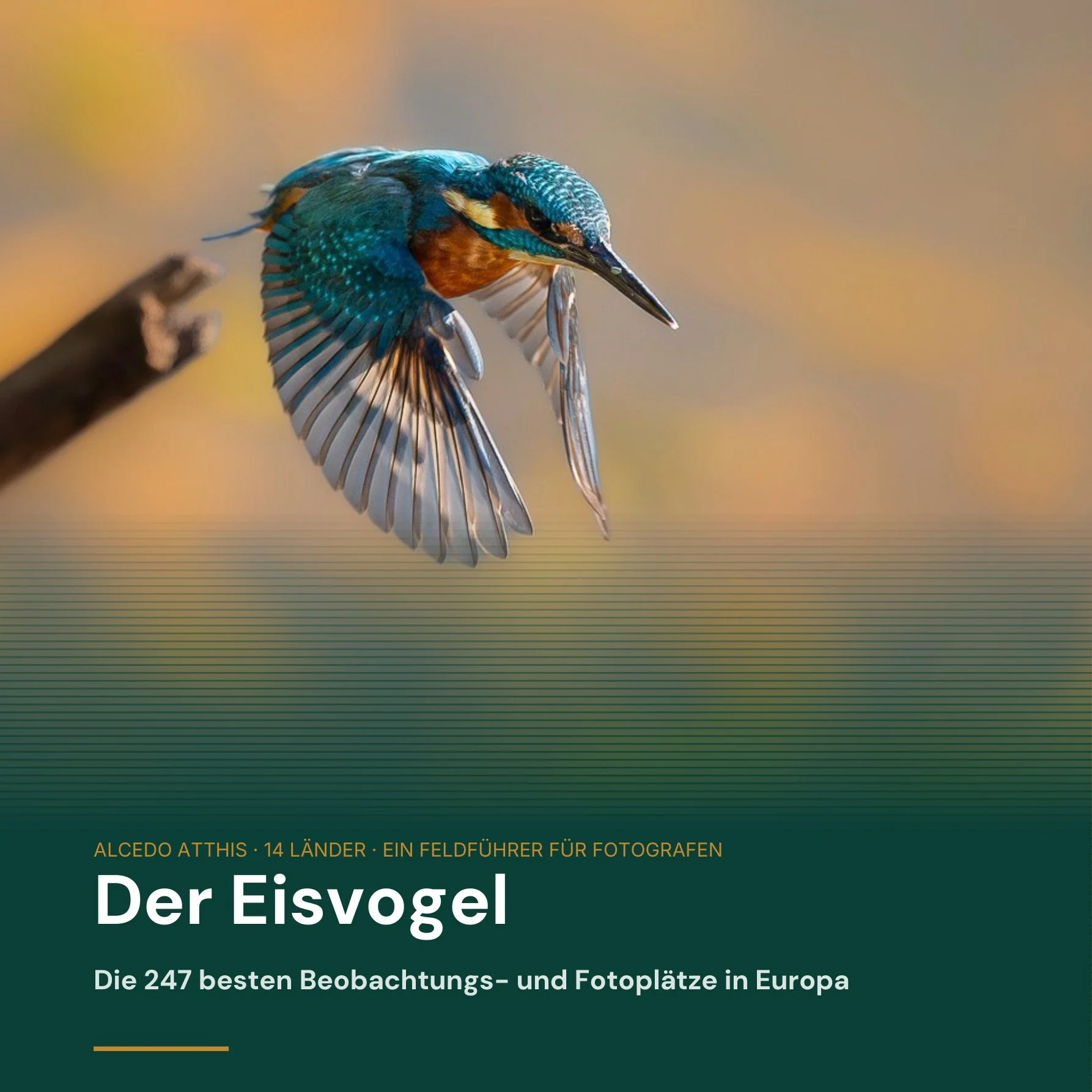 Eisvogel_Cover_Square_1x1.jpg