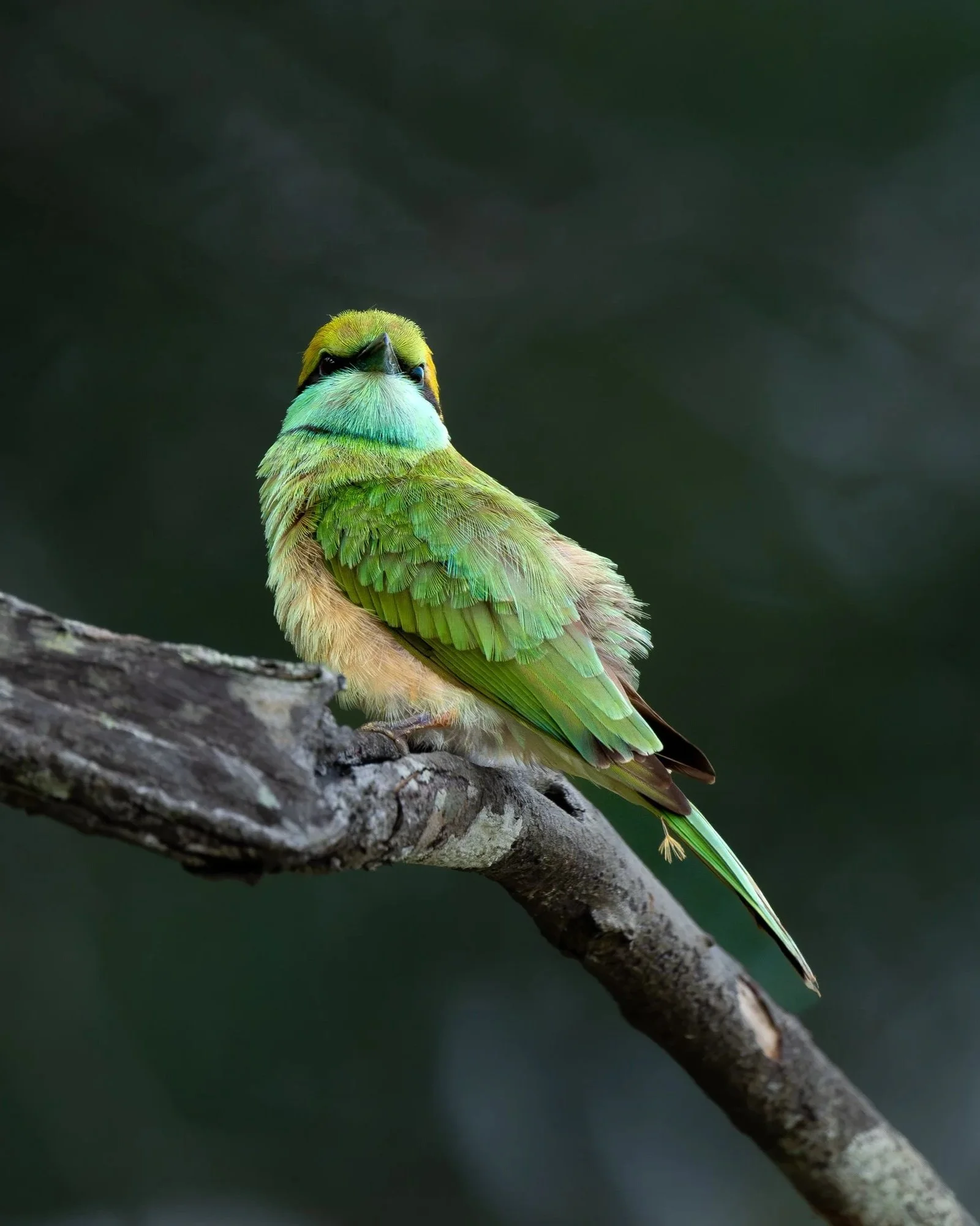 Asian+Green+Beeeater_SriLanka_A9IIII_600GM2TC.jpg