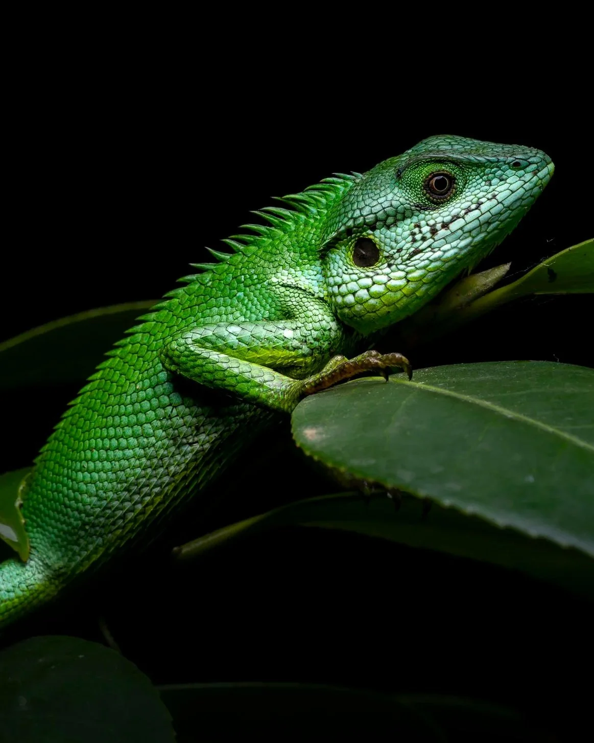 Fotoreise SRI LANKA - 16.3. - 2.4. 2026 - 1 Platz frei