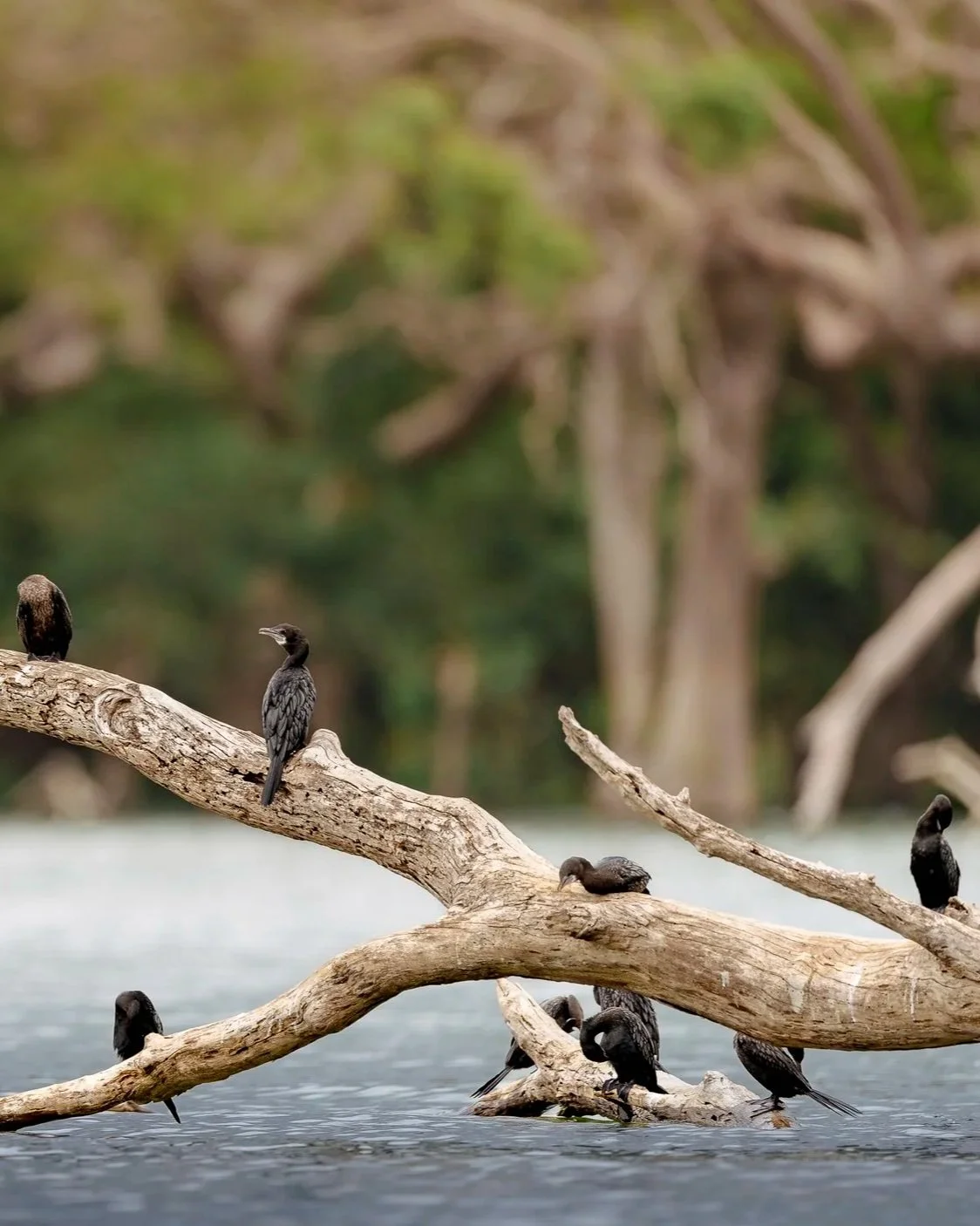 Cormorants+Sri+Lanka_A9III_600GM.jpg