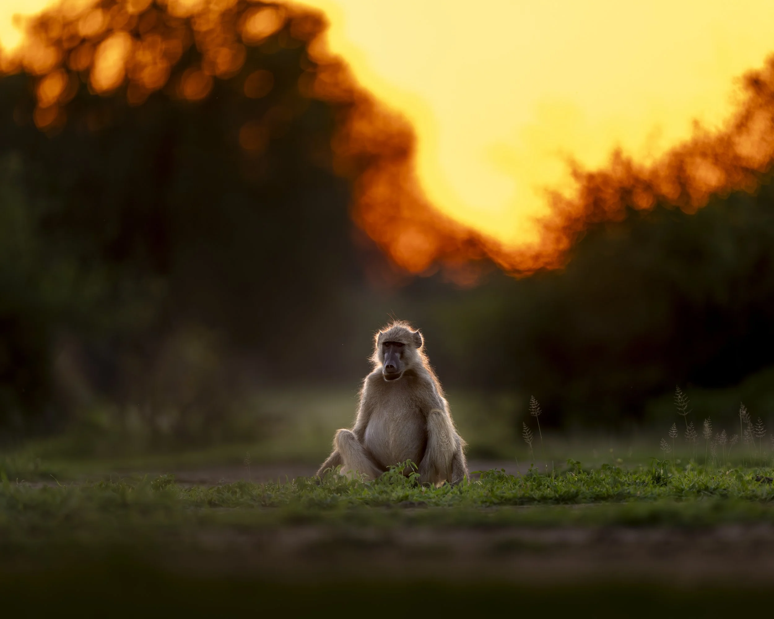 Baboon Sunset_01_LZNP_A1II_600GM.jpg