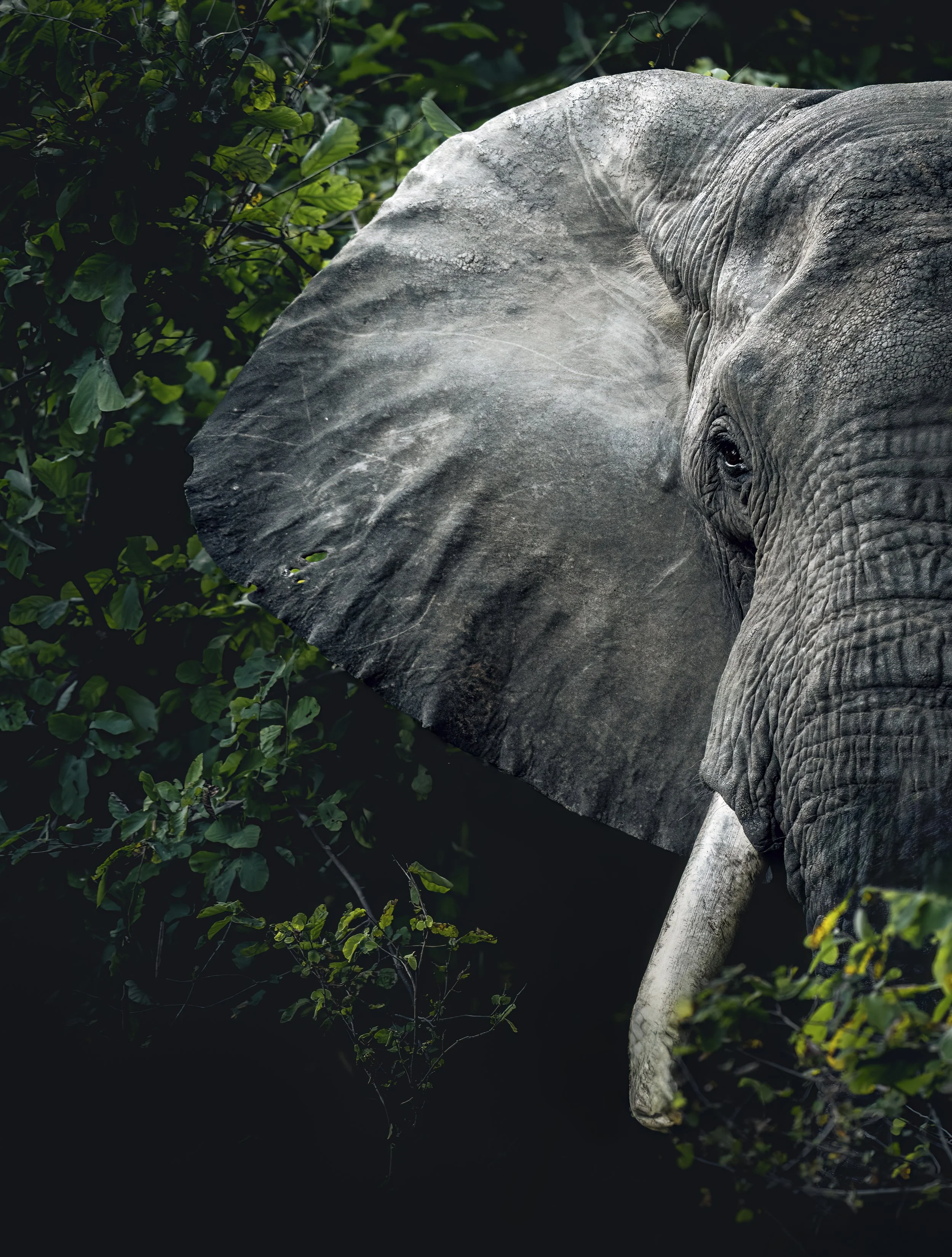 Elephant Bush_01_LZNP_A1_400GM.jpg