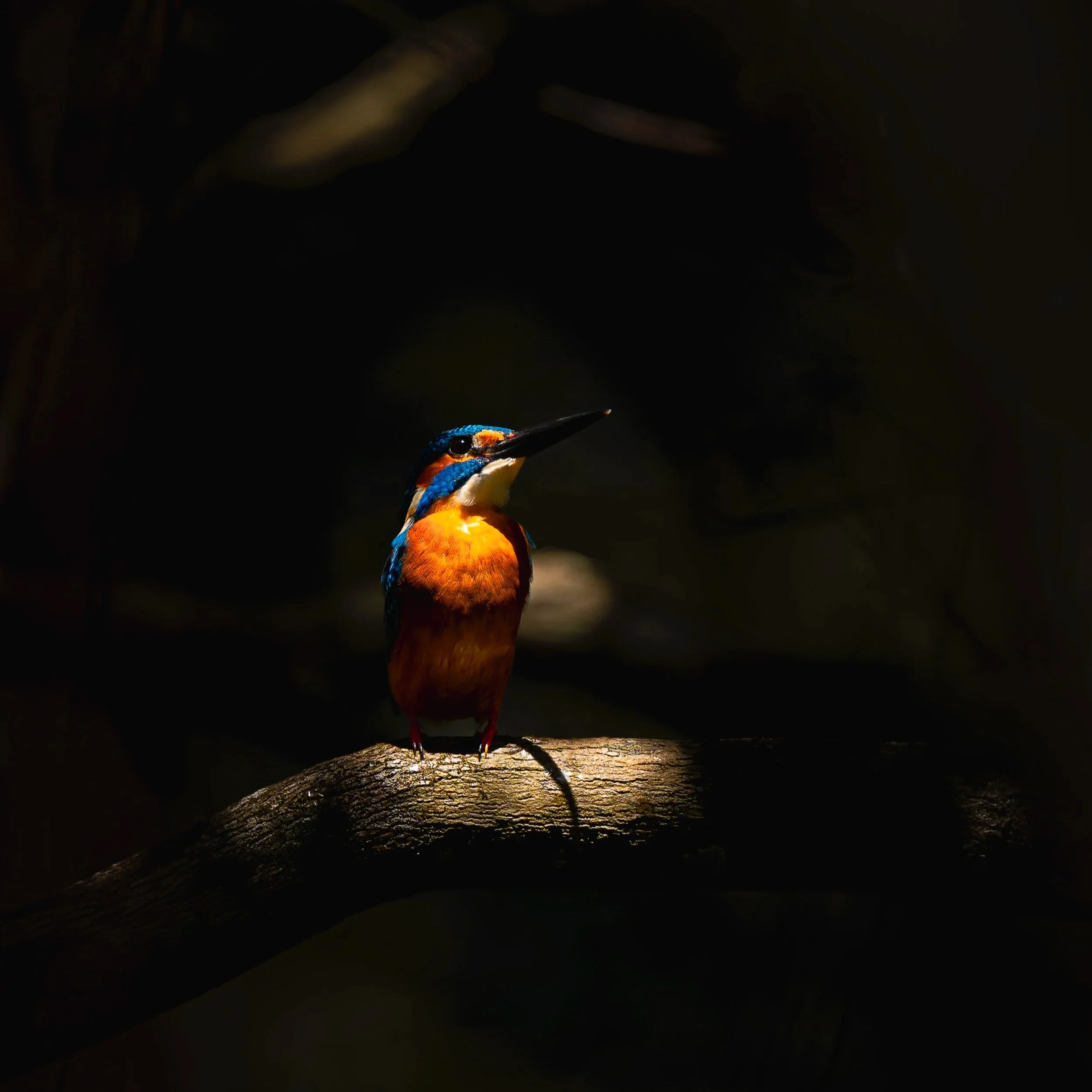 Eisvogel+LichtSchatten_01_SRL_A9III_600GM.jpg