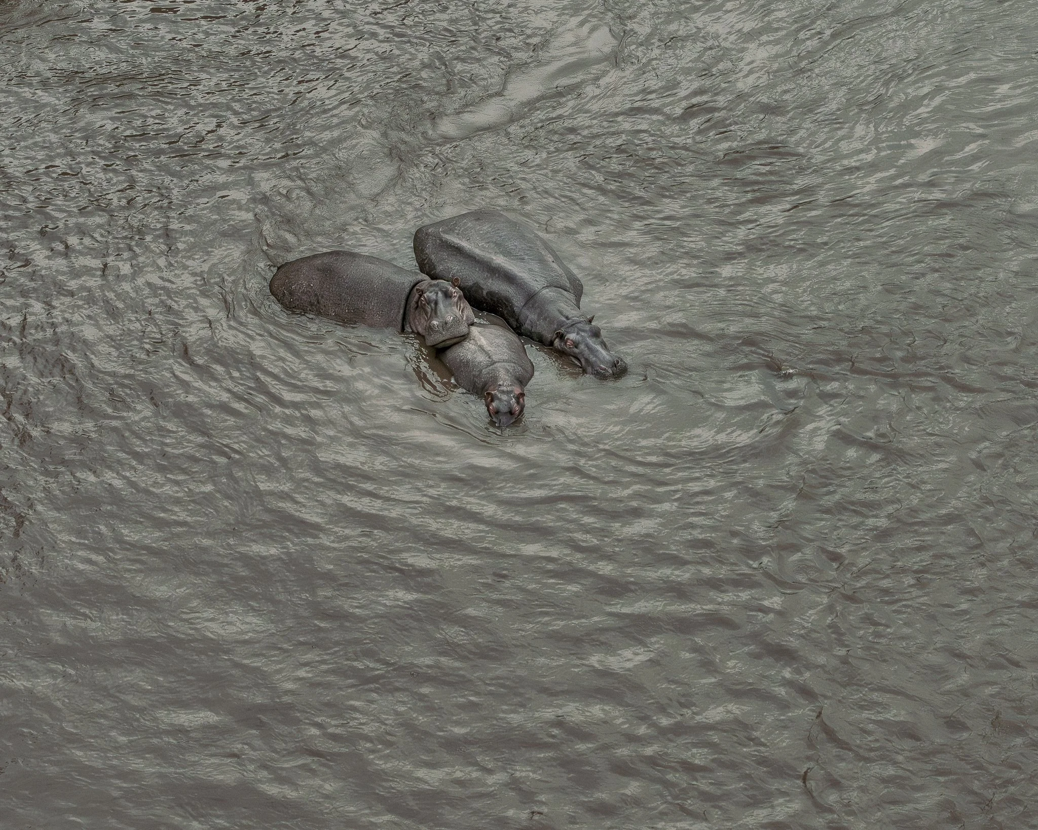 Hippos birdperspective_A7RIV_100400GM_MARA.jpg