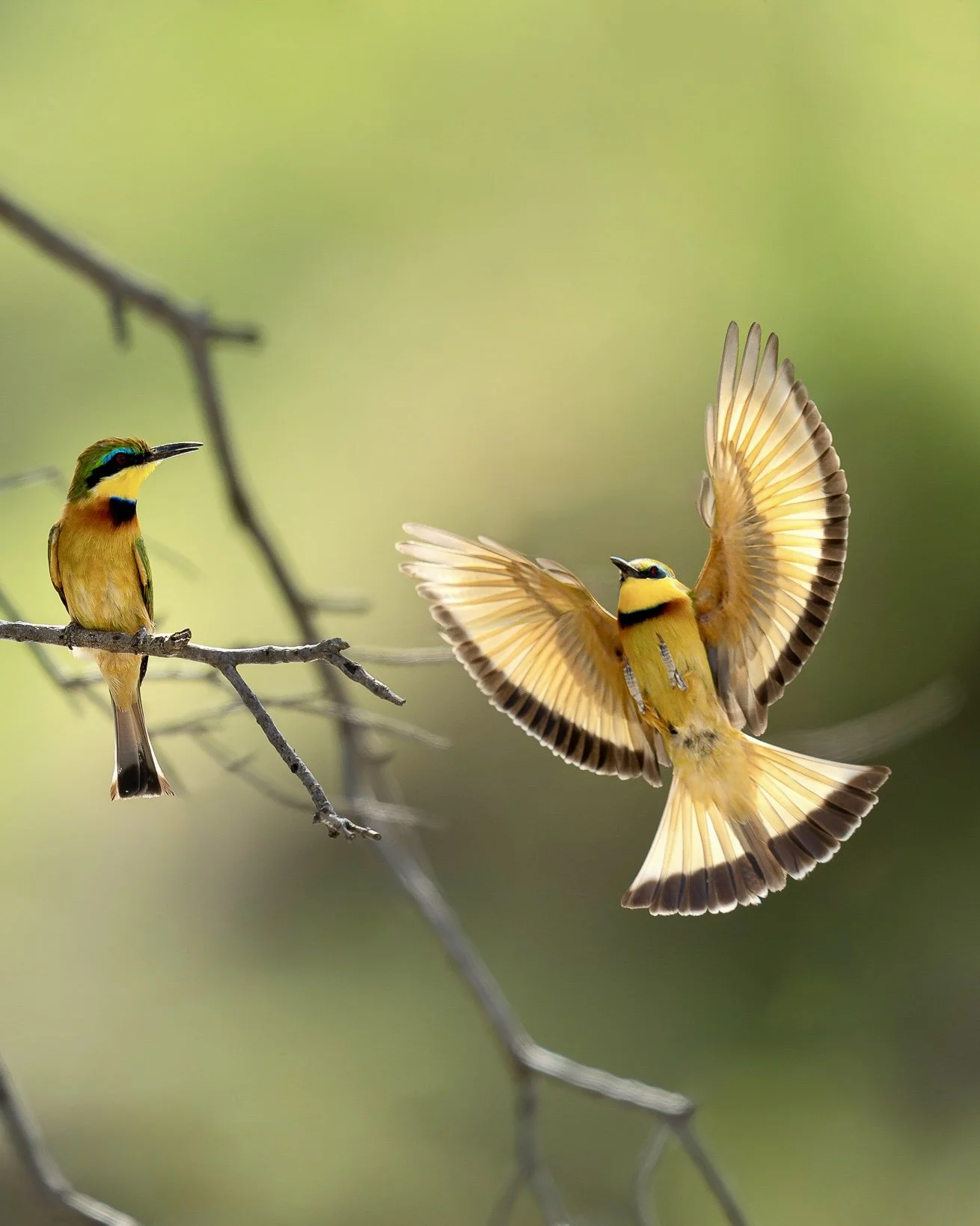 Little Beeeaters_Mara.jpg